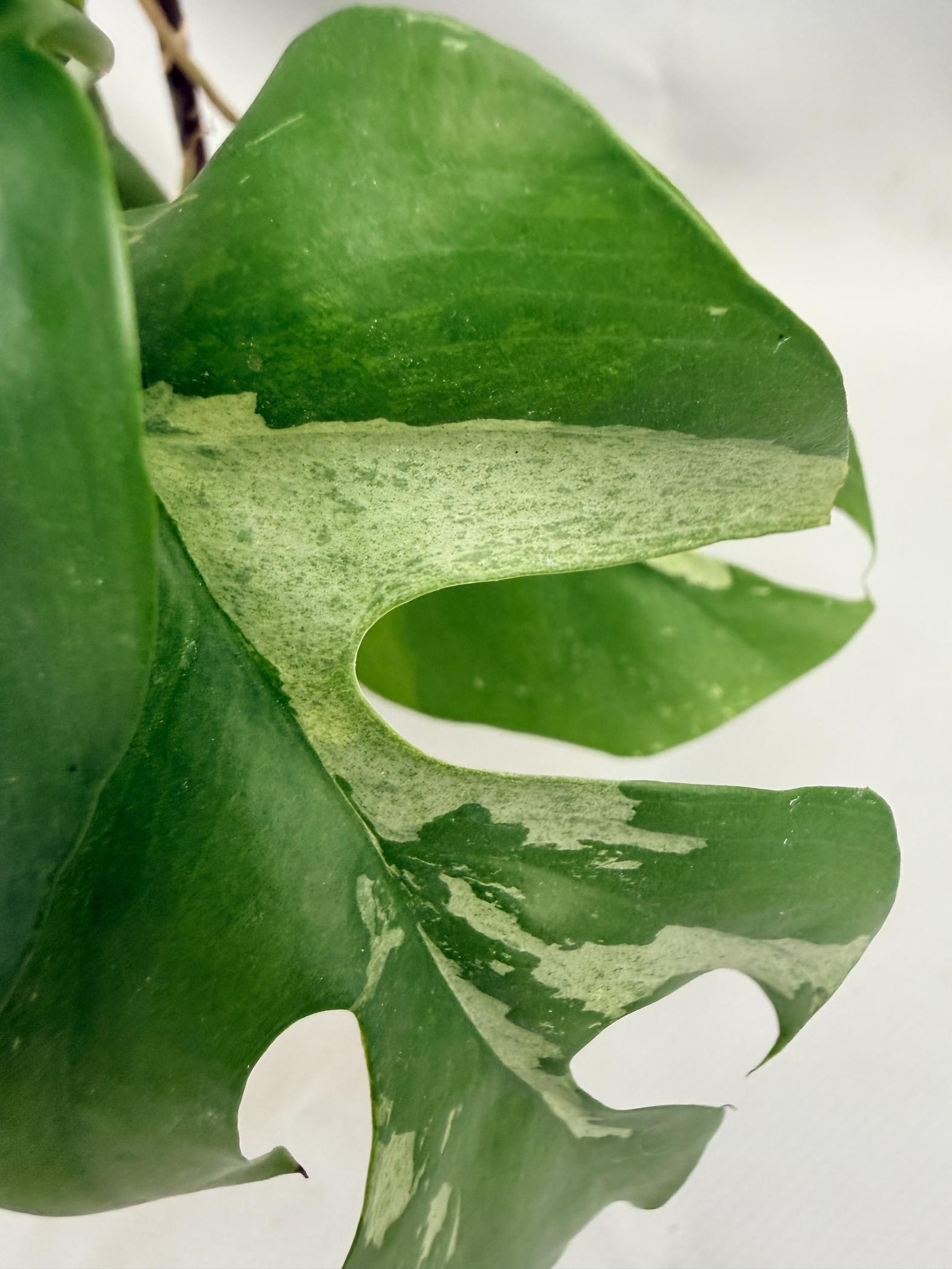 Rhaphidophora Tetrasperma variegata 07