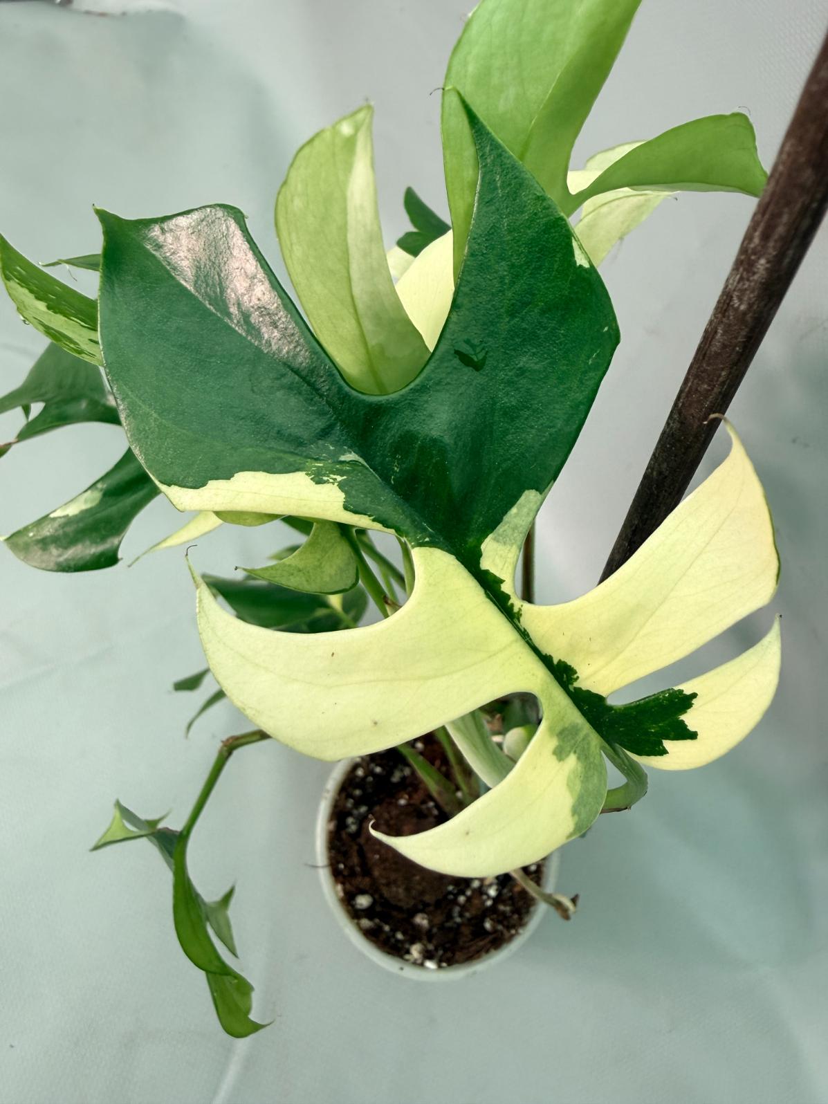 Rhaphidophora Tetrasperma variegata 07