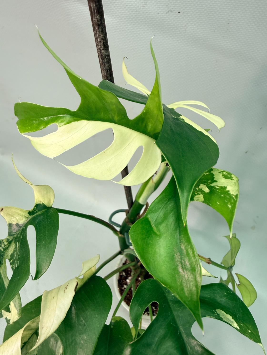 Rhaphidophora Tetrasperma variegata 08