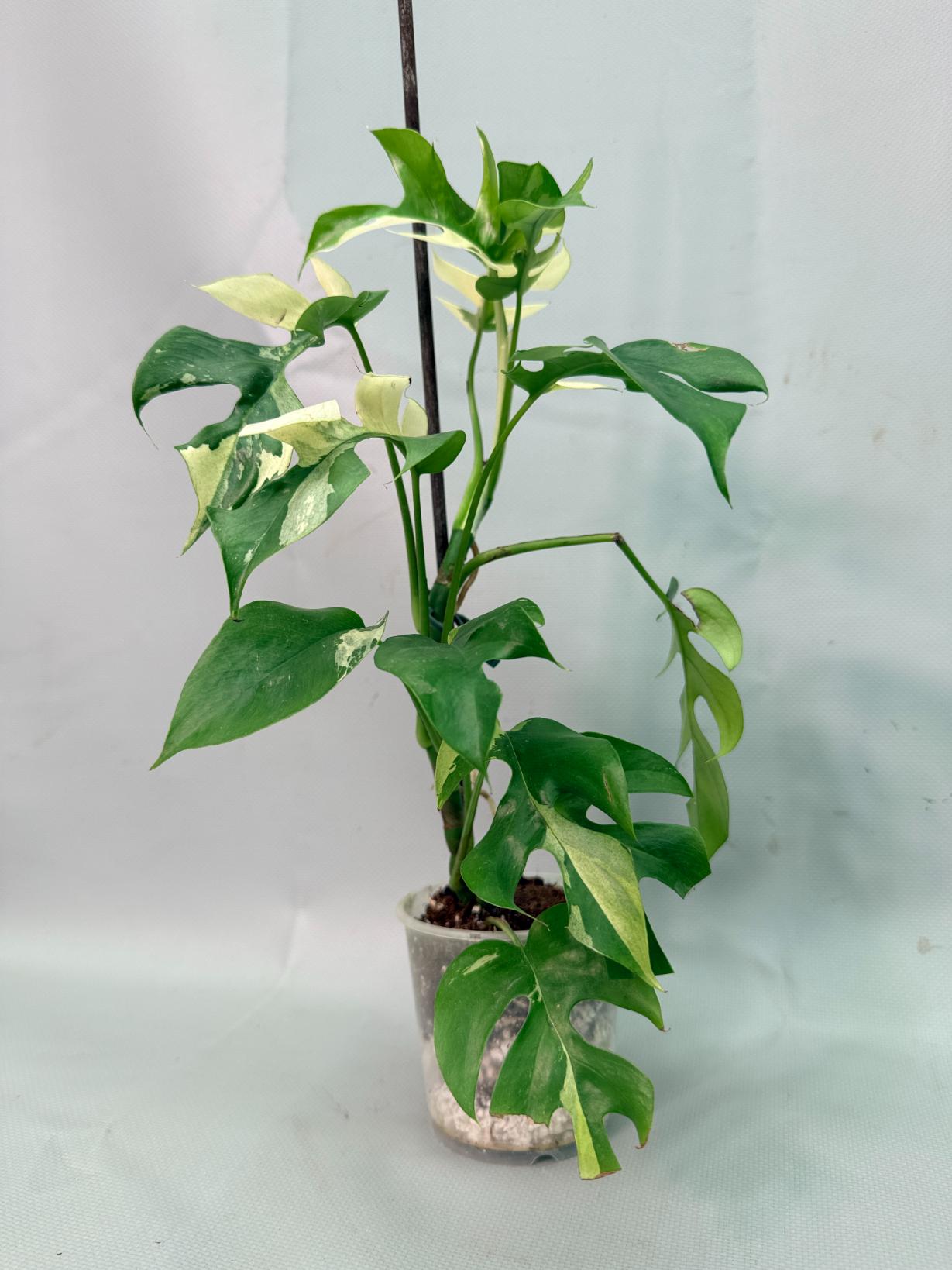 Rhaphidophora Tetrasperma variegata 09