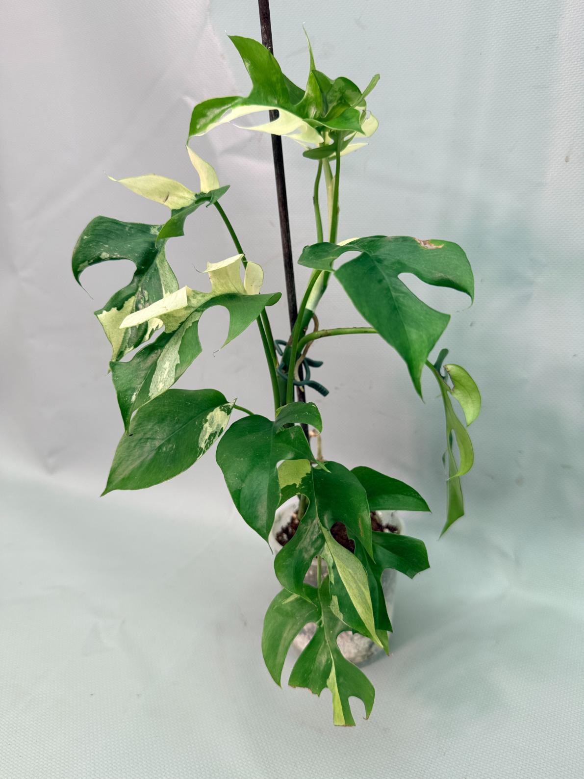 Rhaphidophora Tetrasperma variegata 10