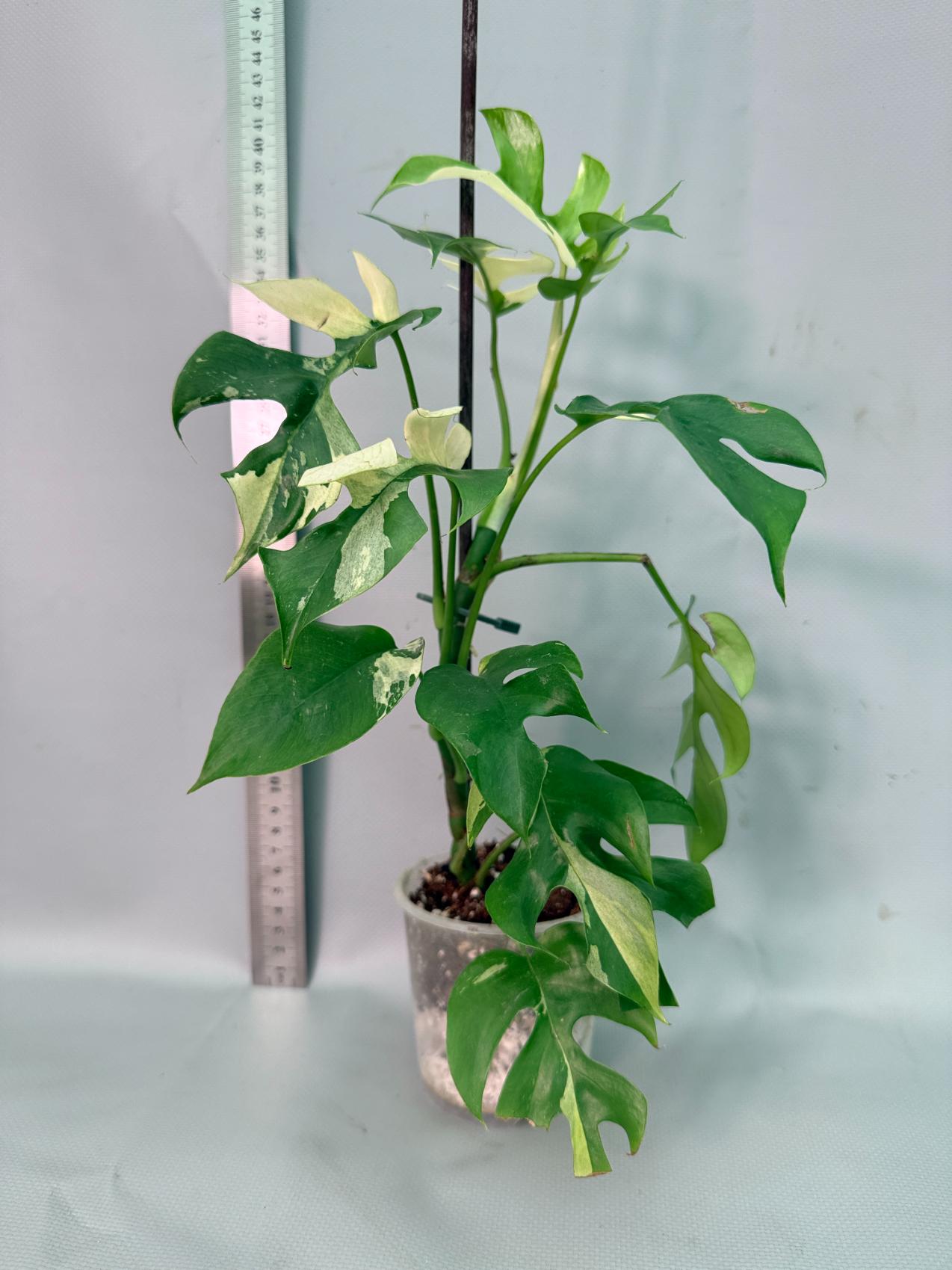 Rhaphidophora Tetrasperma variegata 01