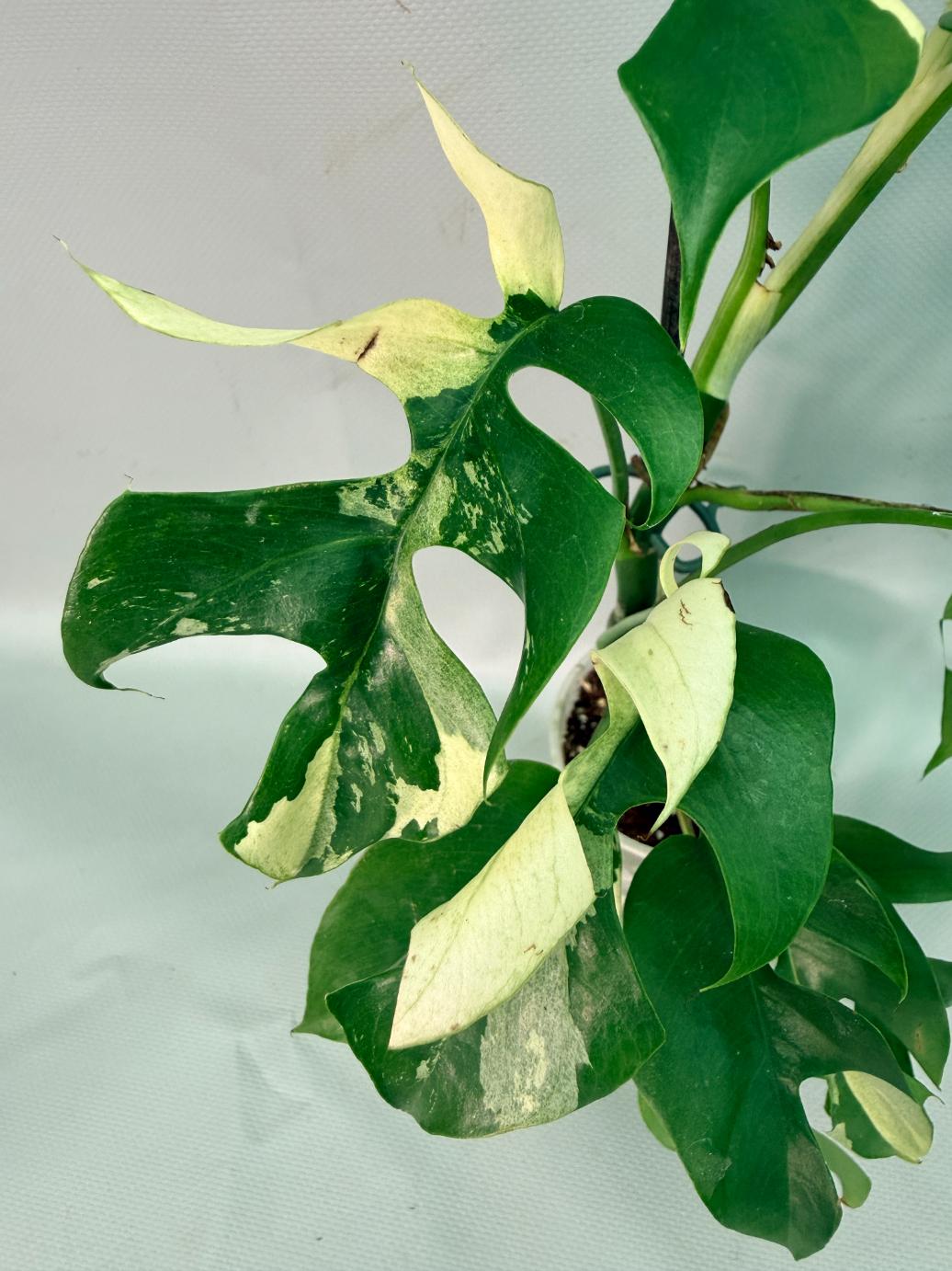 Rhaphidophora Tetrasperma variegata 03