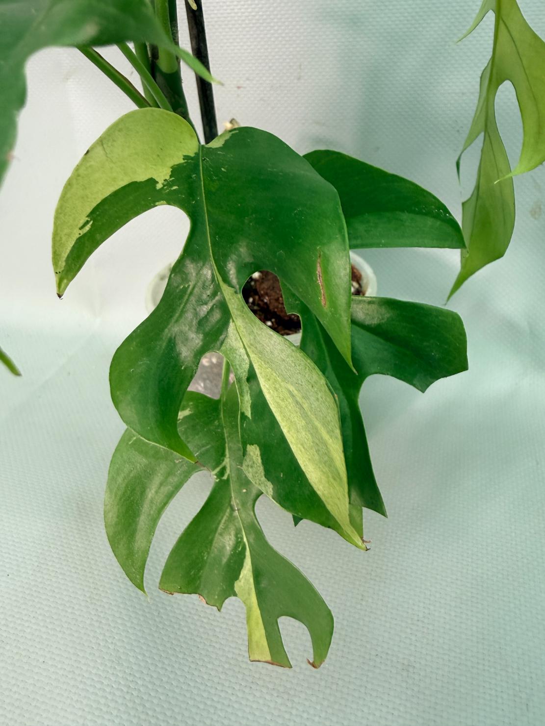 Rhaphidophora Tetrasperma variegata 04