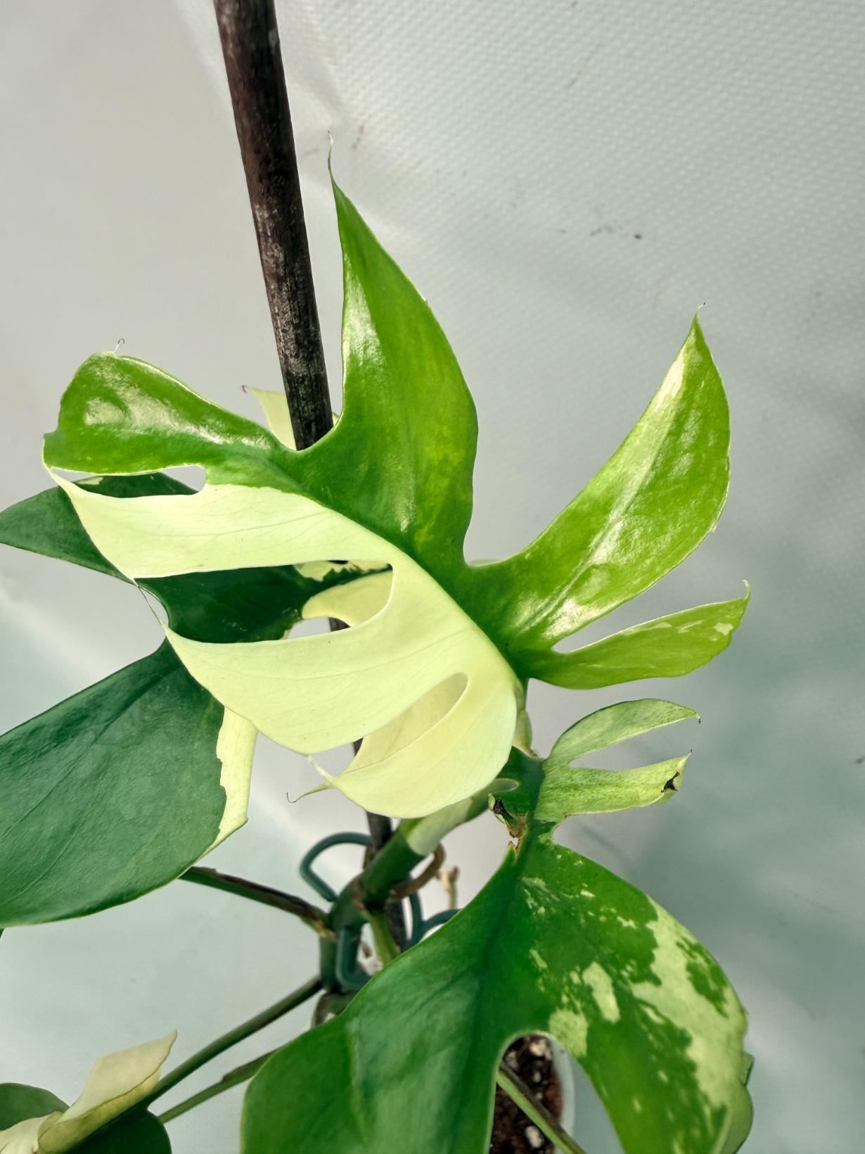 Rhaphidophora Tetrasperma variegata 05