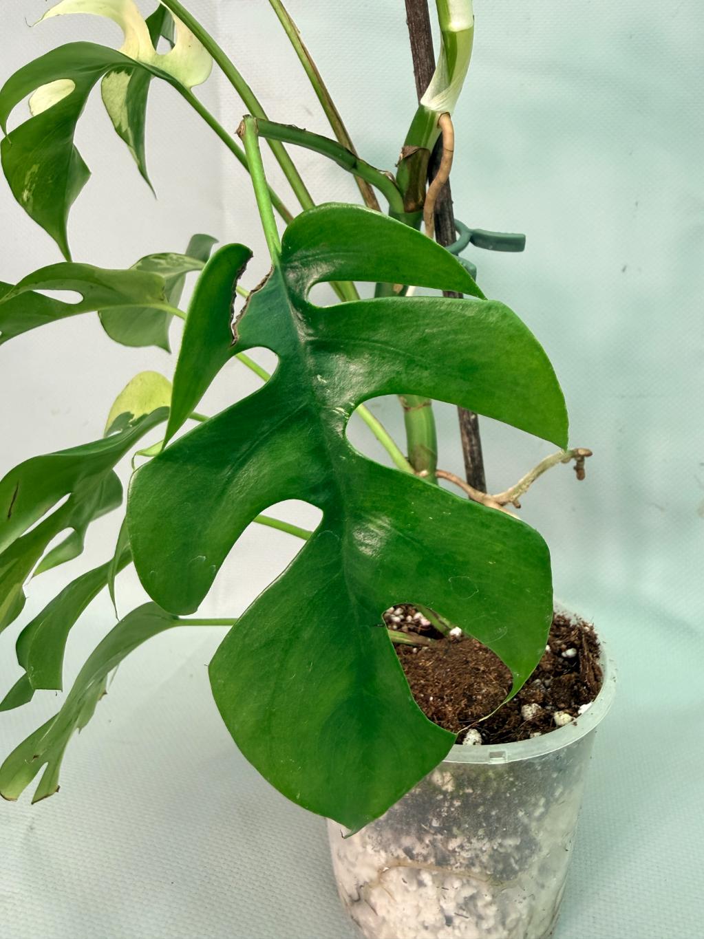 Rhaphidophora Tetrasperma variegata 06