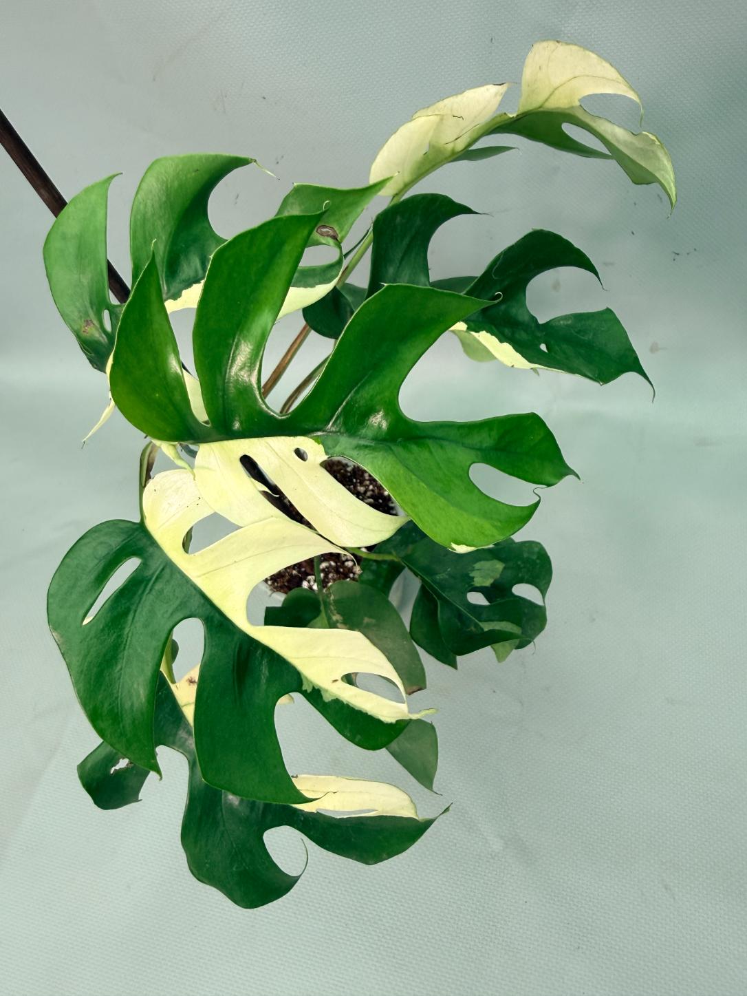 Rhaphidophora Tetrasperma variegata 08