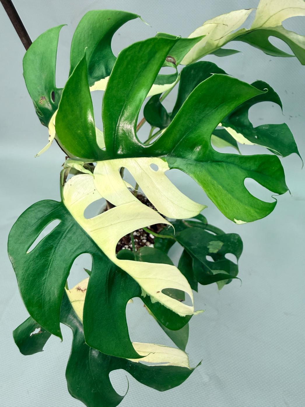 Rhaphidophora Tetrasperma variegata 09