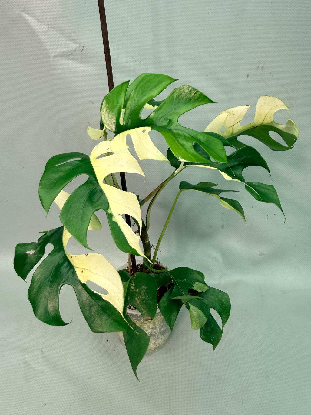 Rhaphidophora Tetrasperma variegata 02