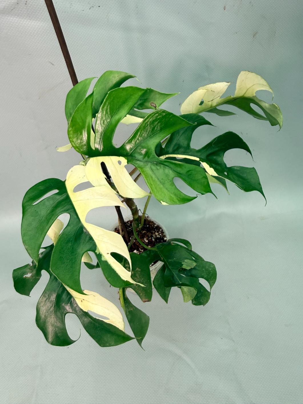 Rhaphidophora Tetrasperma variegata 03