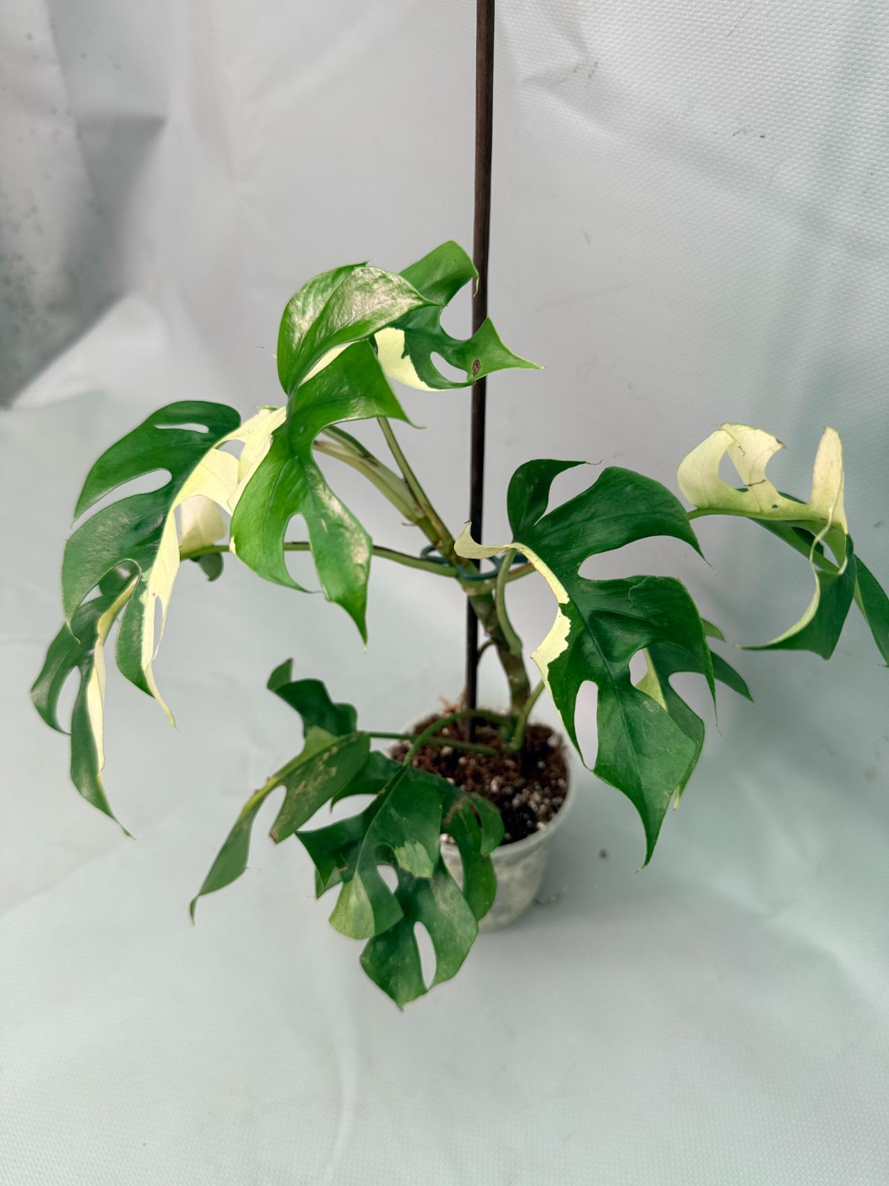Rhaphidophora Tetrasperma variegata 04