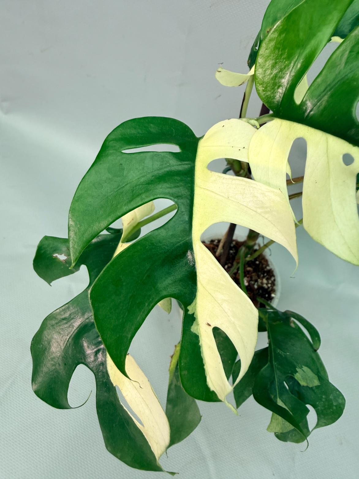 Rhaphidophora Tetrasperma variegata 05