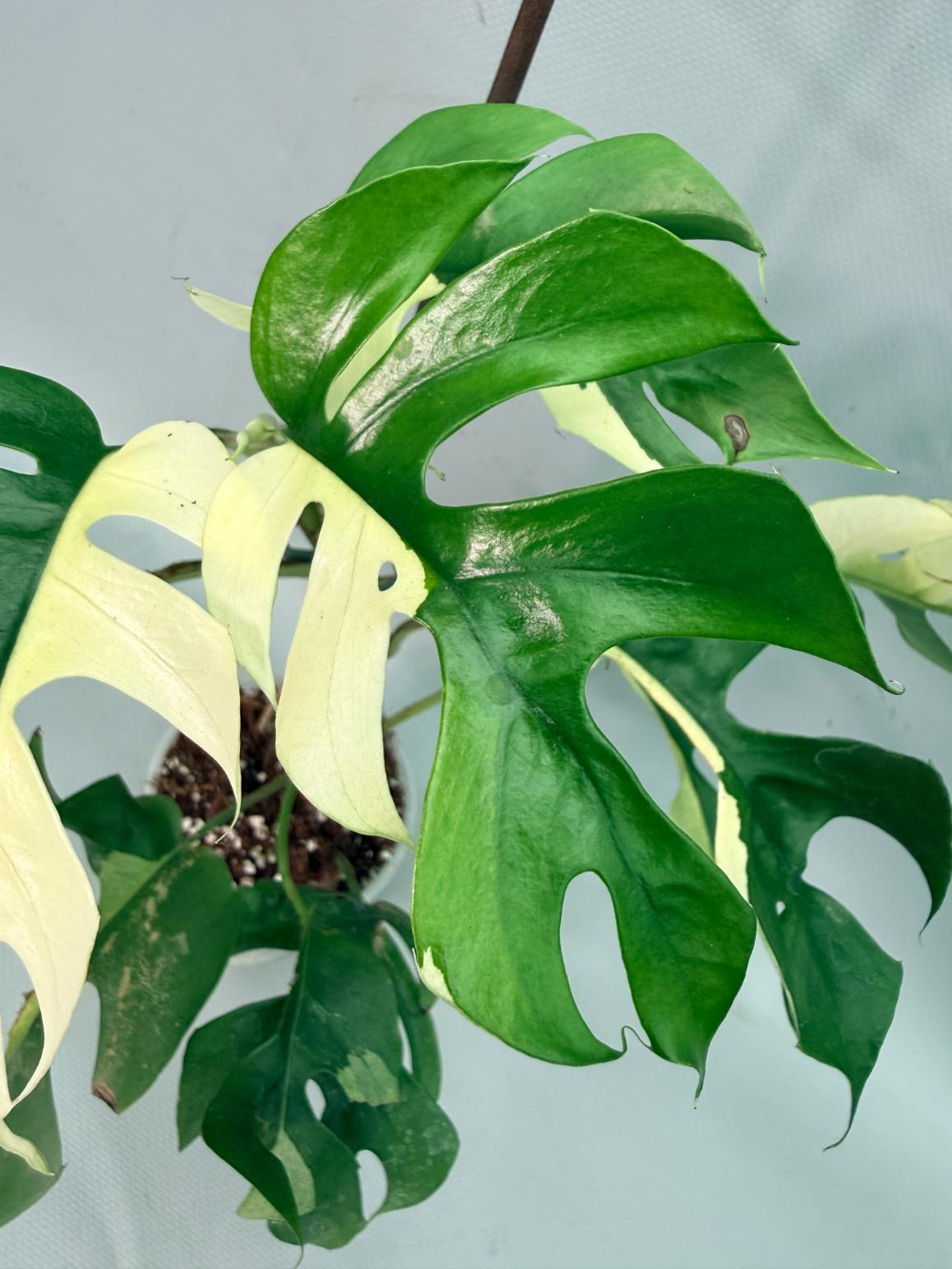 Rhaphidophora Tetrasperma variegata 06