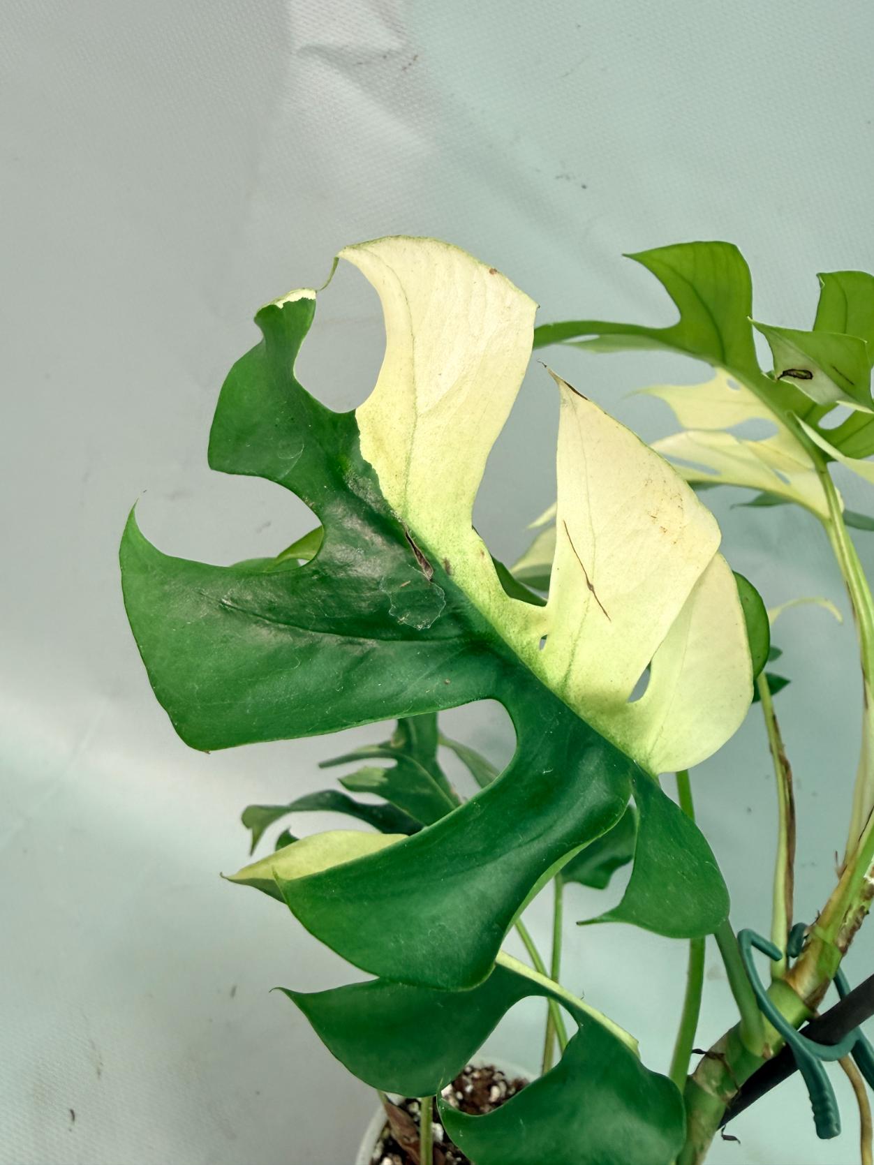 Rhaphidophora Tetrasperma variegata 07