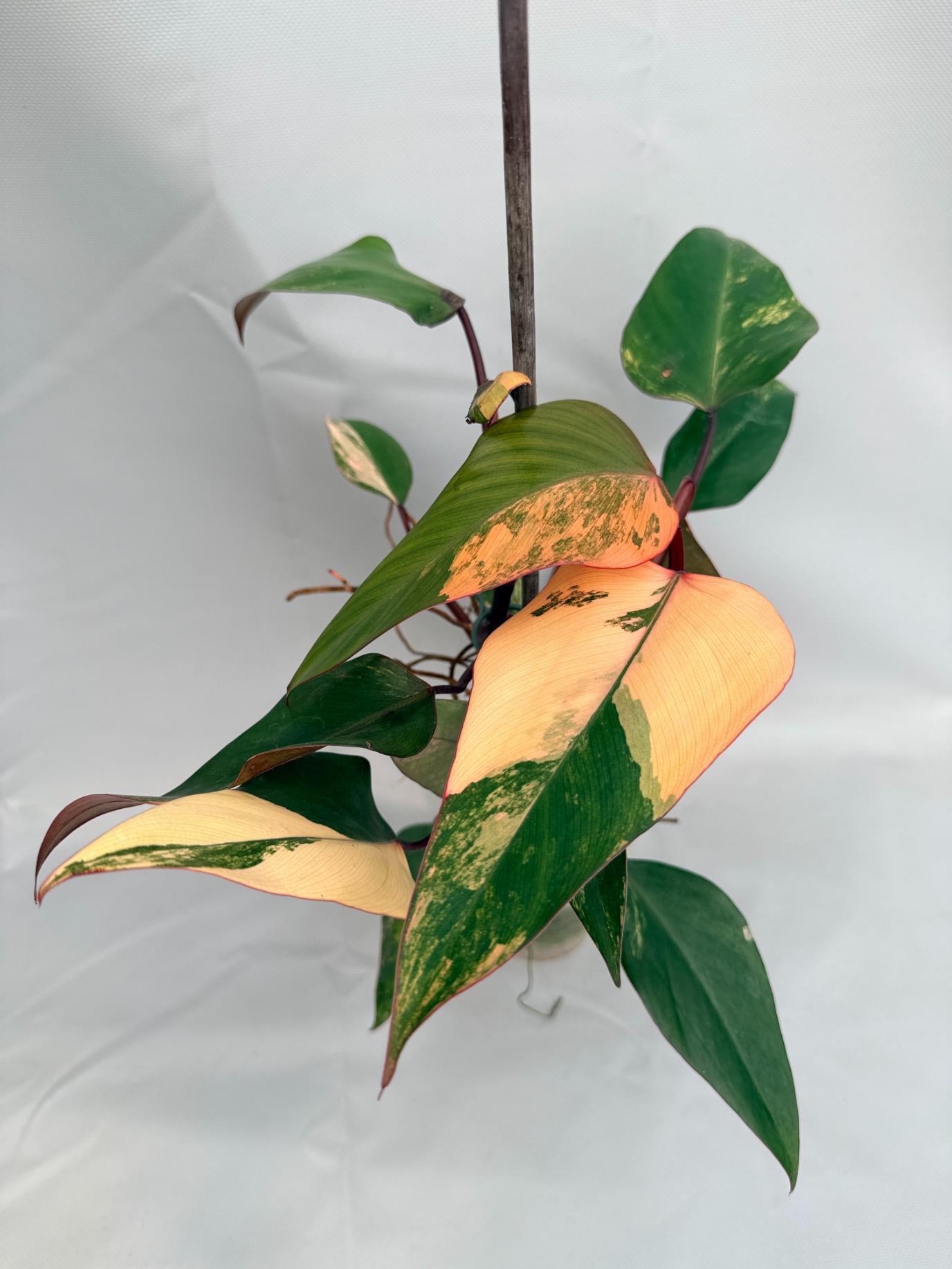 Philodendron Strawberry Shake variegata 01