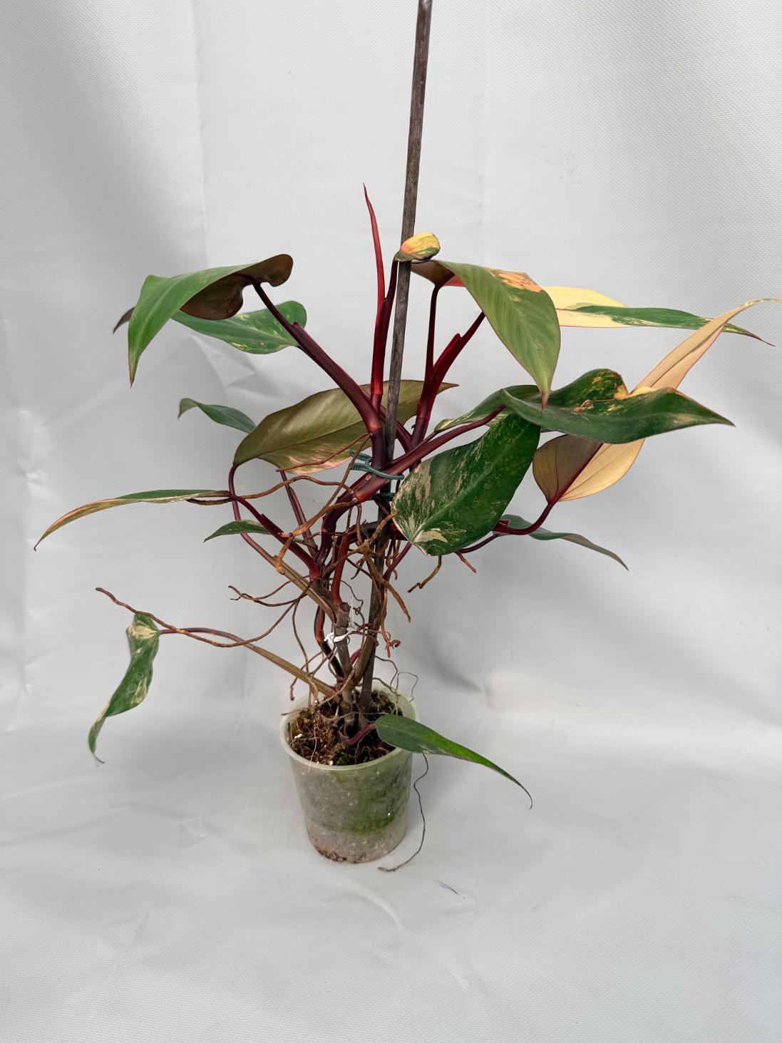 Philodendron Strawberry Shake variegata 02