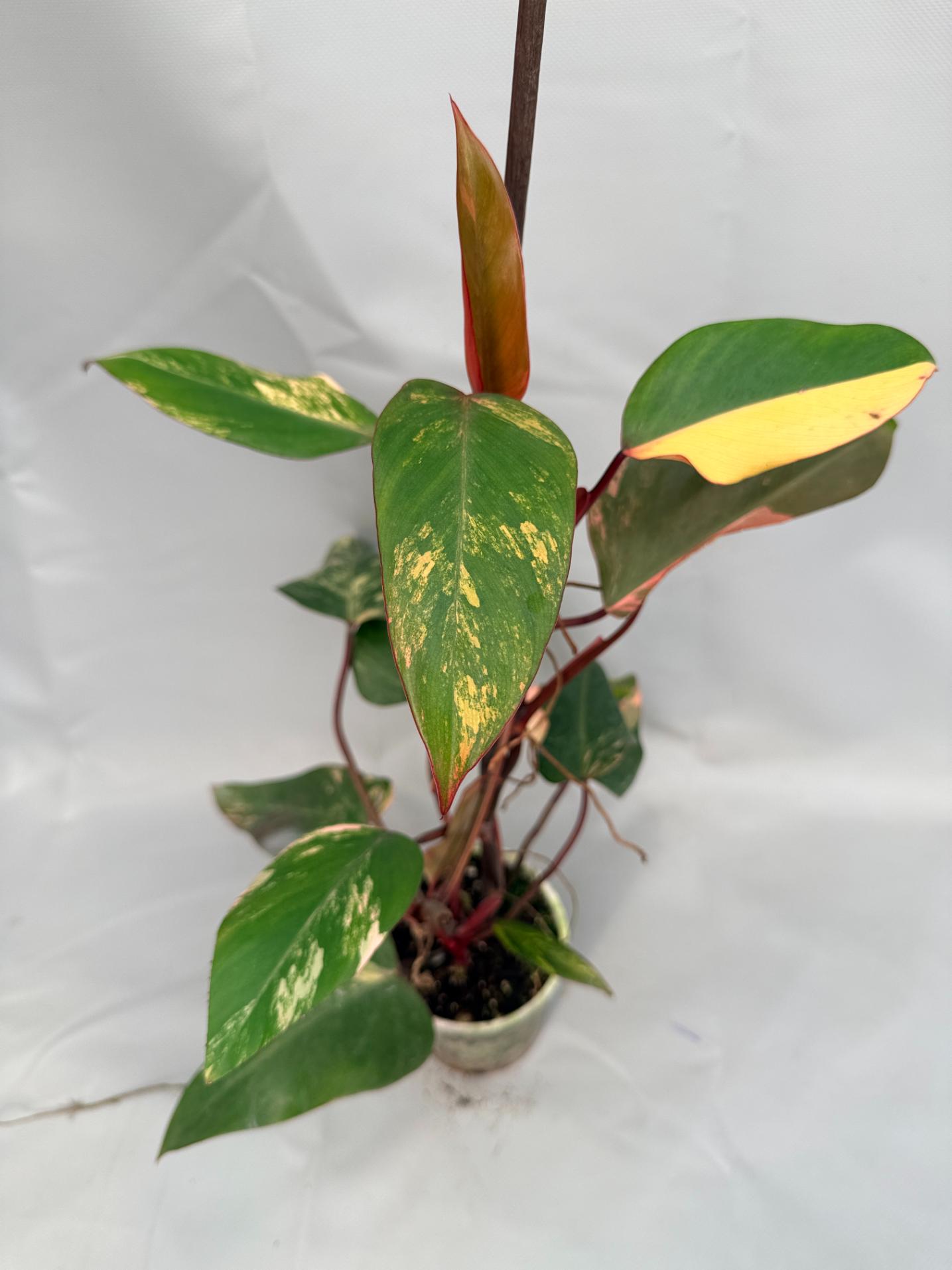 Philodendron Strawberry Shake variegata 01