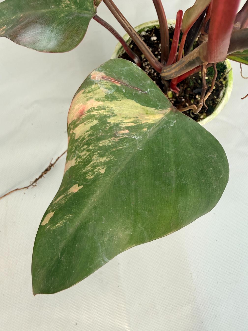 Philodendron Strawberry Shake variegata 02
