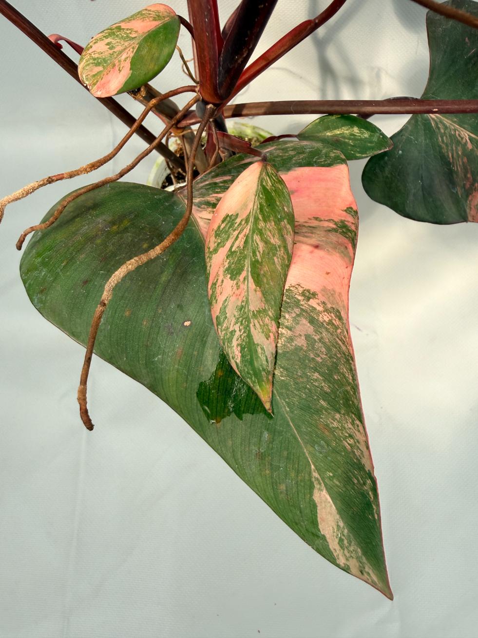Philodendron Strawberry Shake variegata