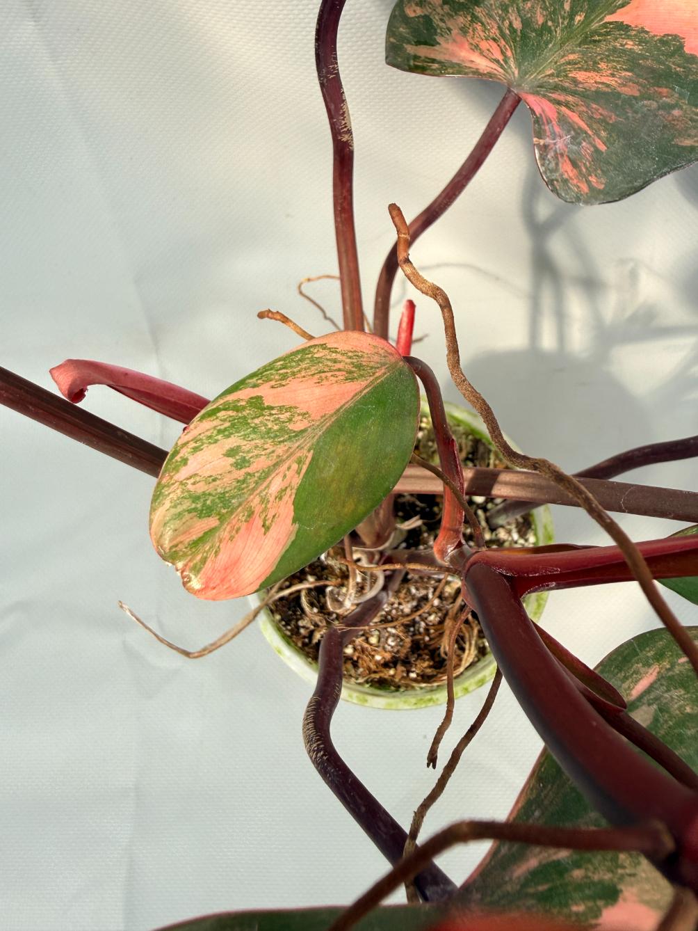Philodendron Strawberry Shake variegata