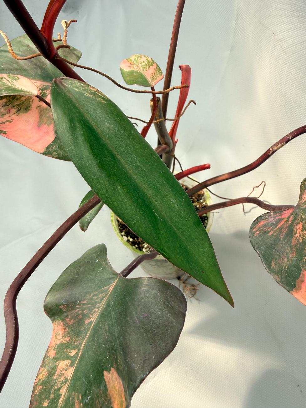 Philodendron Strawberry Shake variegata