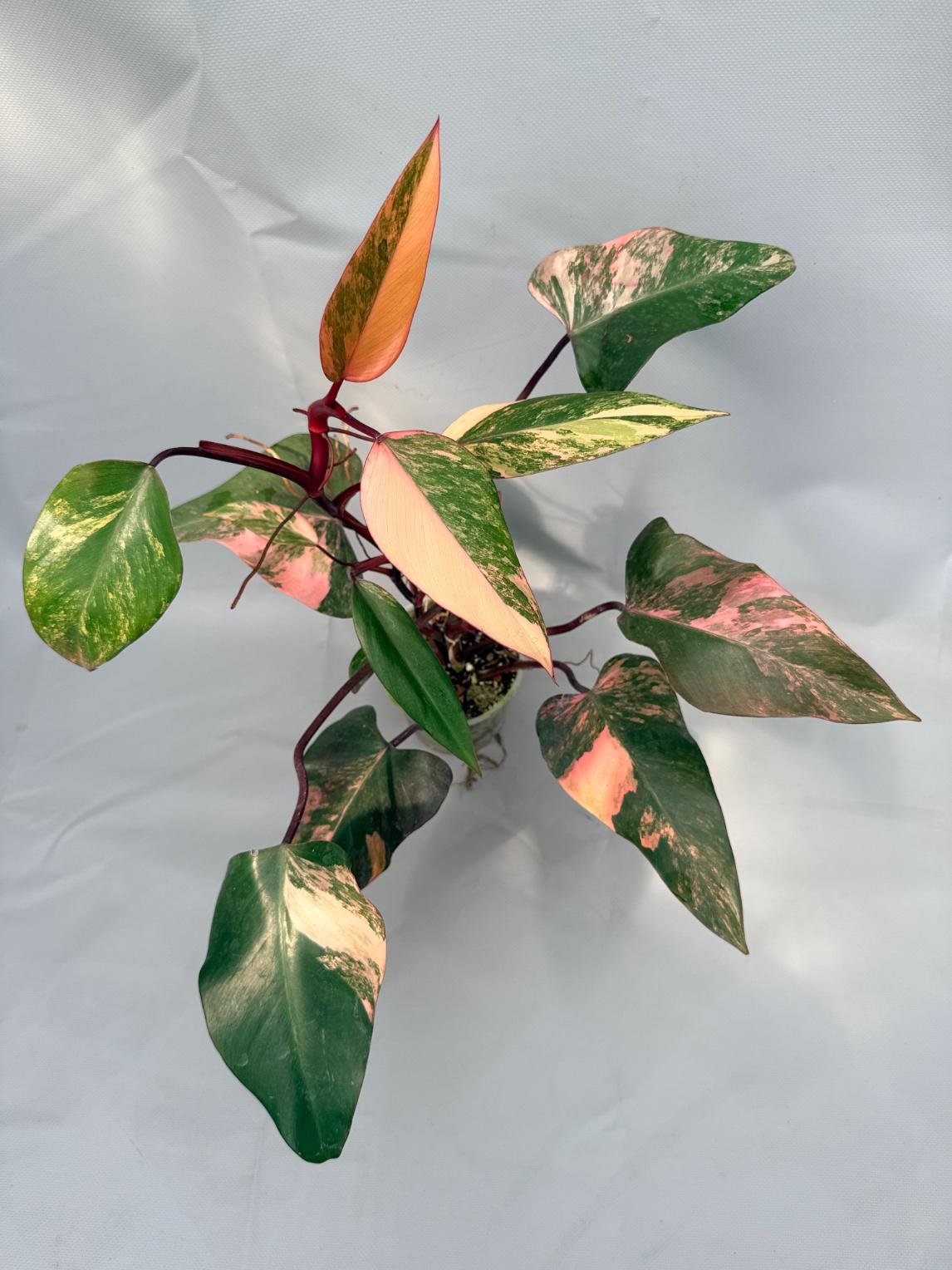 Philodendron Strawberry Shake variegata