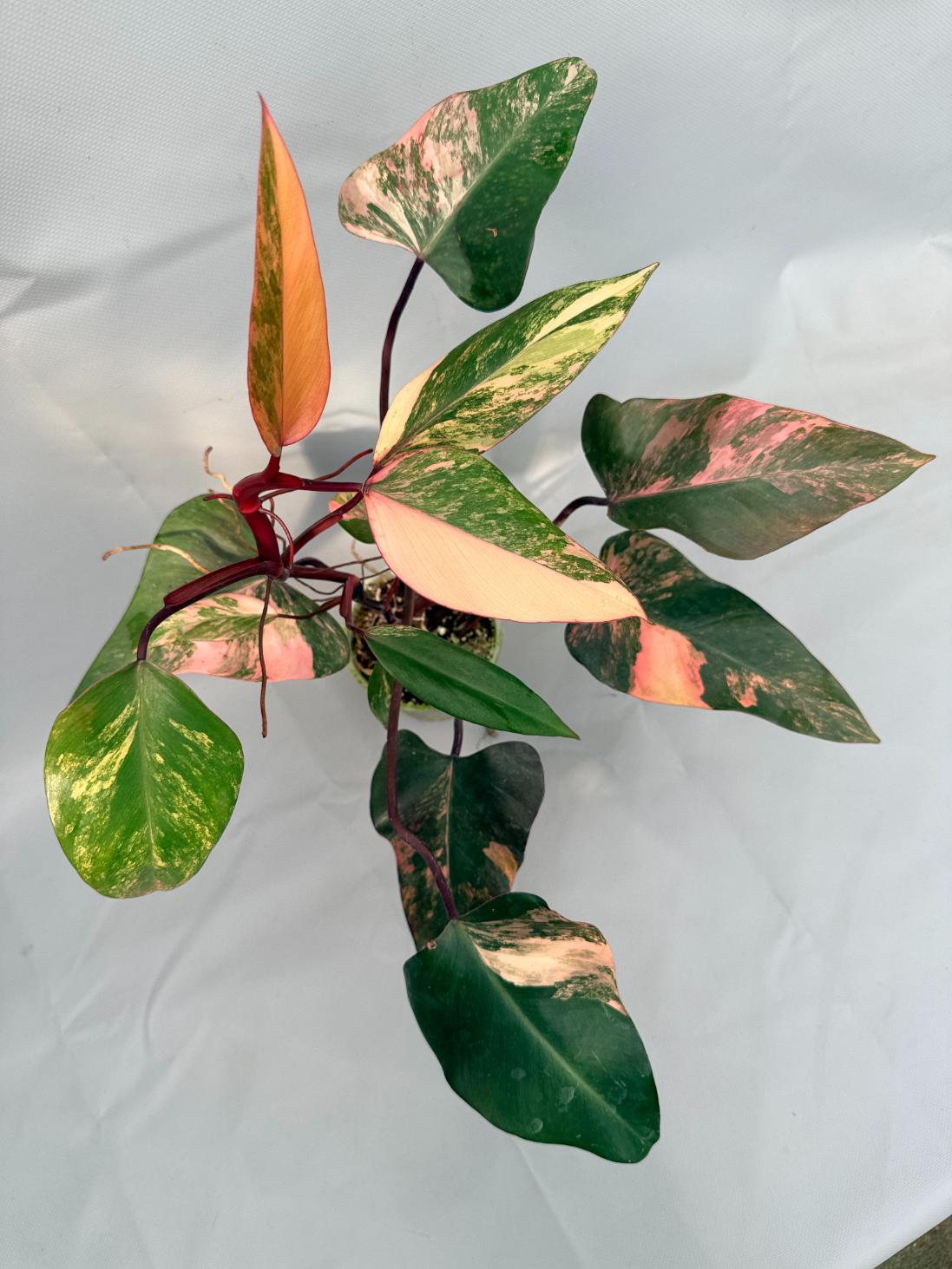 Philodendron Strawberry Shake variegata