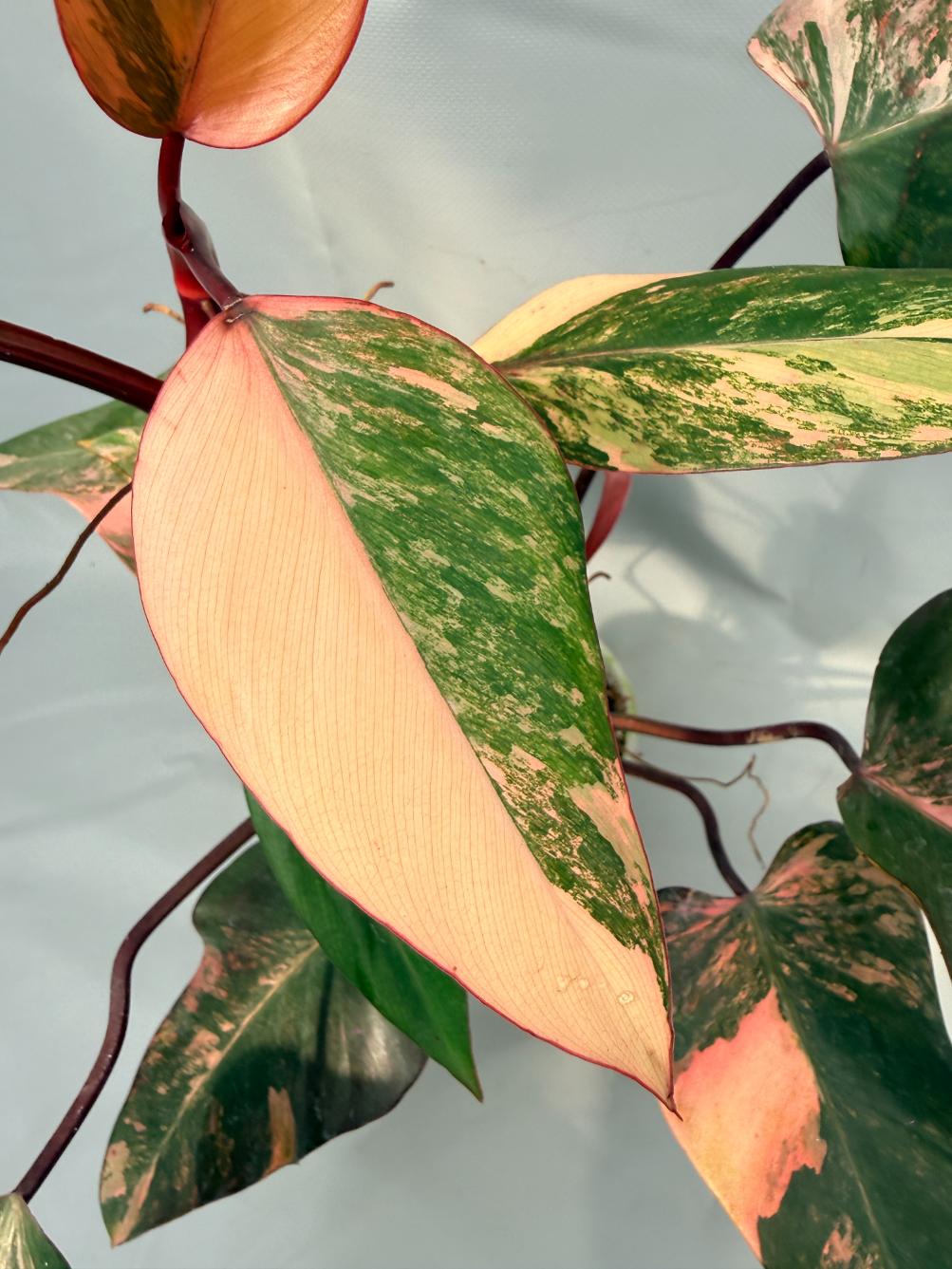 Philodendron Strawberry Shake variegata