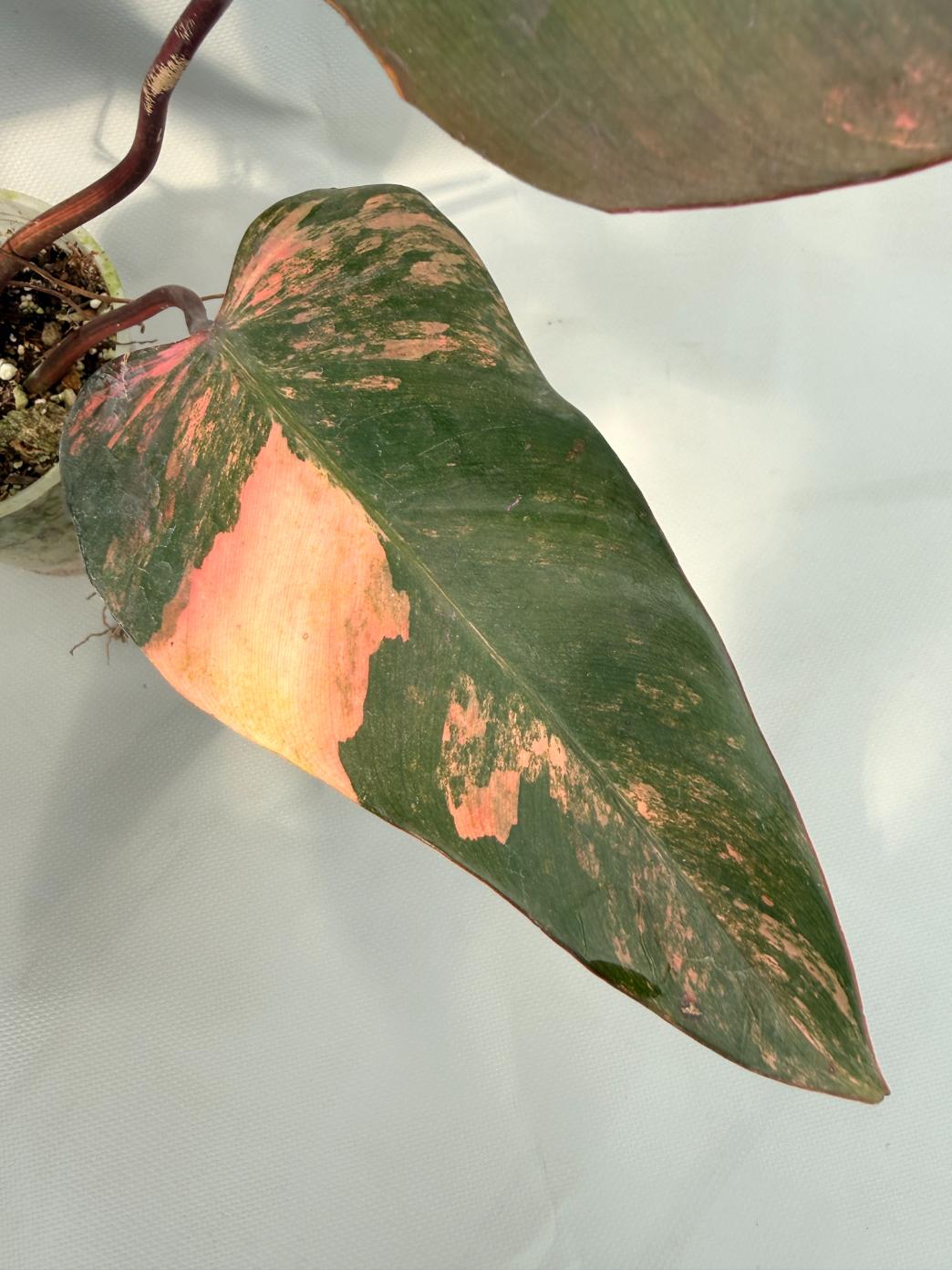 Philodendron Strawberry Shake variegata