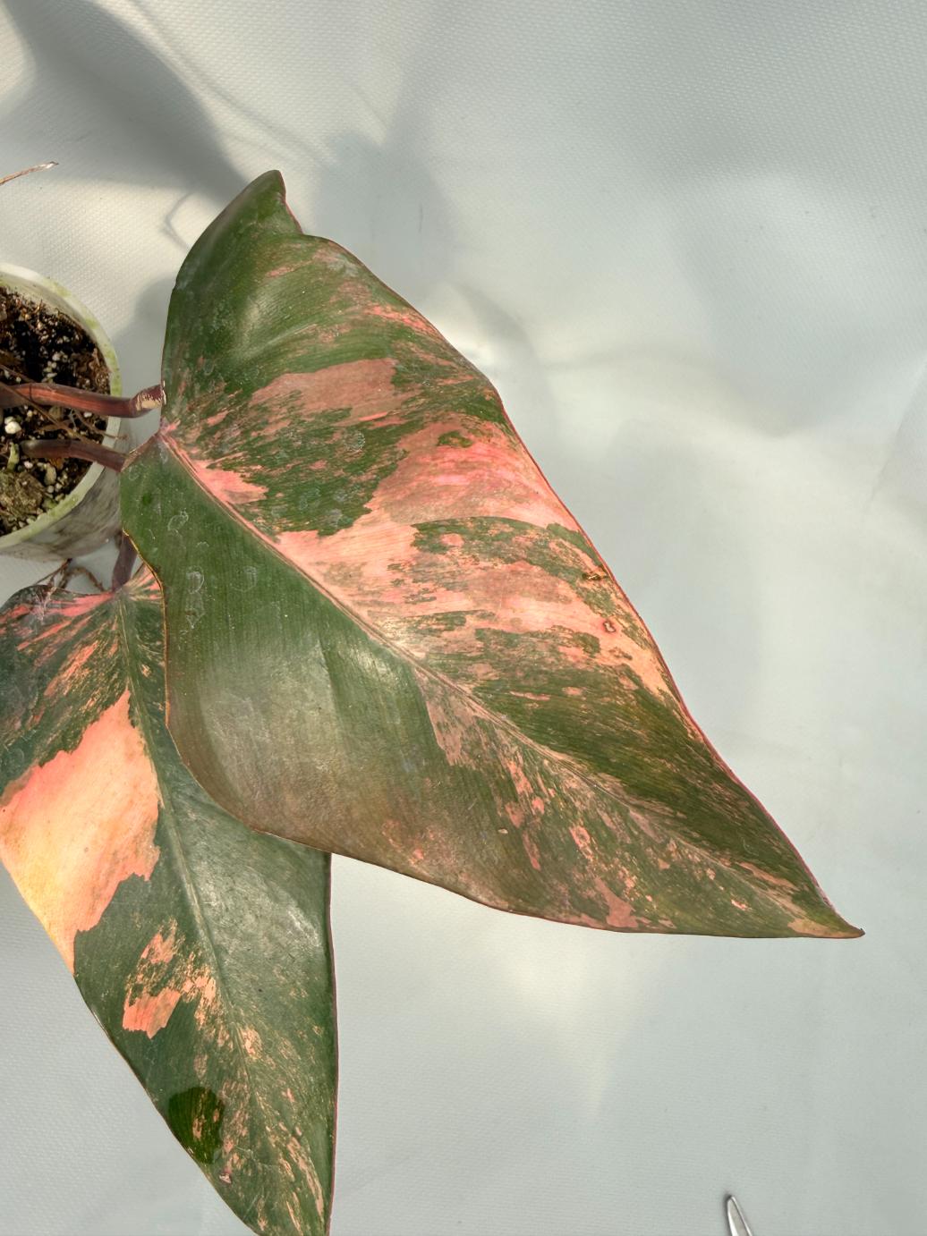 Philodendron Strawberry Shake variegata