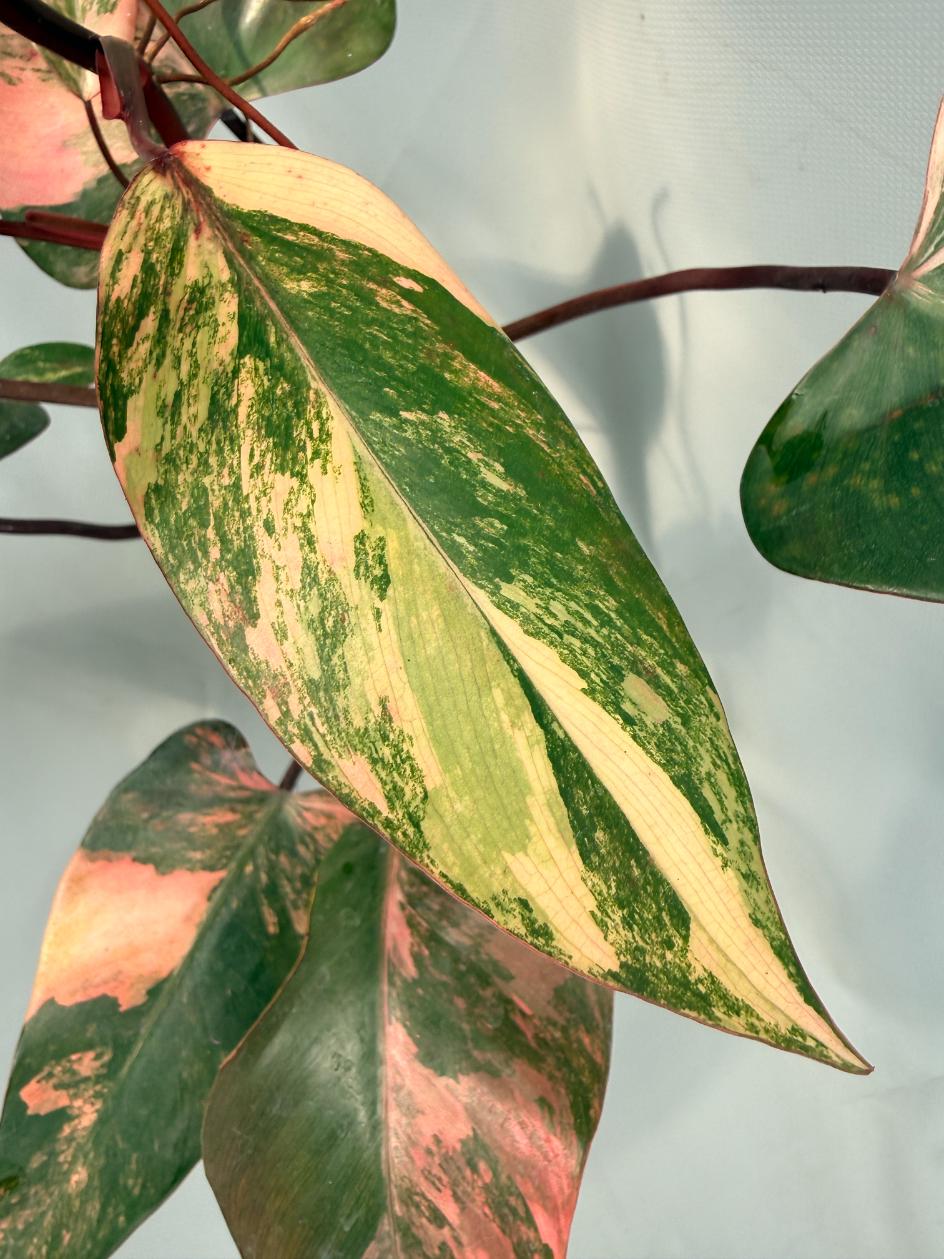Philodendron Strawberry Shake variegata