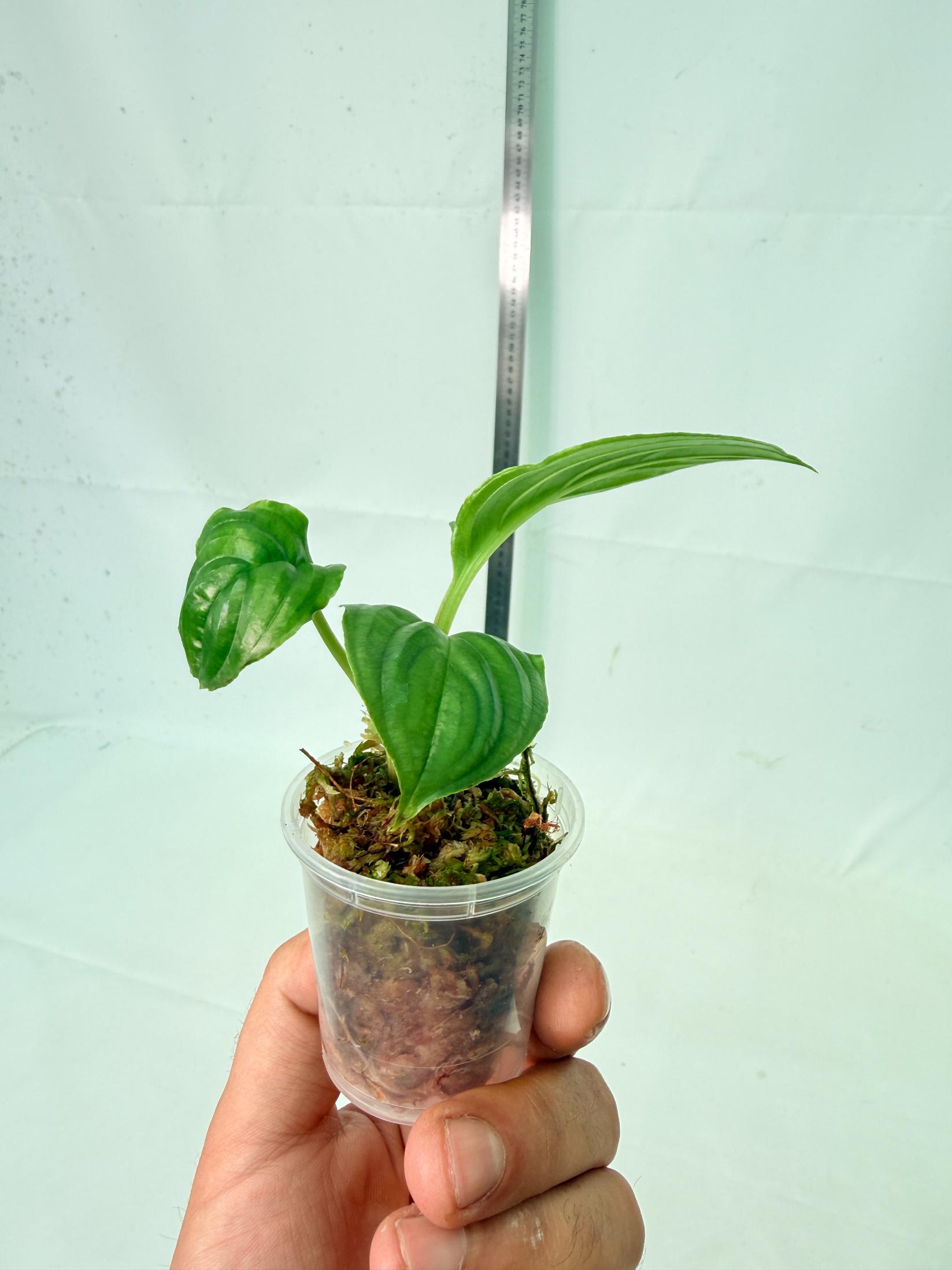 Tacca Chantrieri Black  (Bat Flower ) 4
