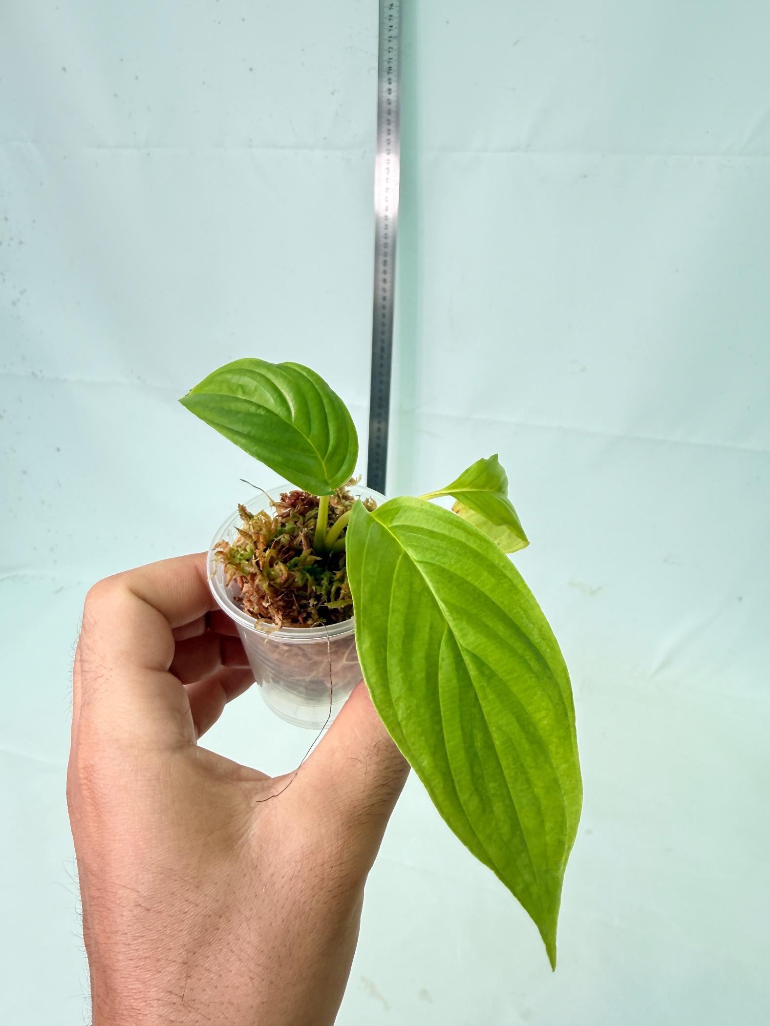 Tacca Chantrieri White (Bat Flower ) 2