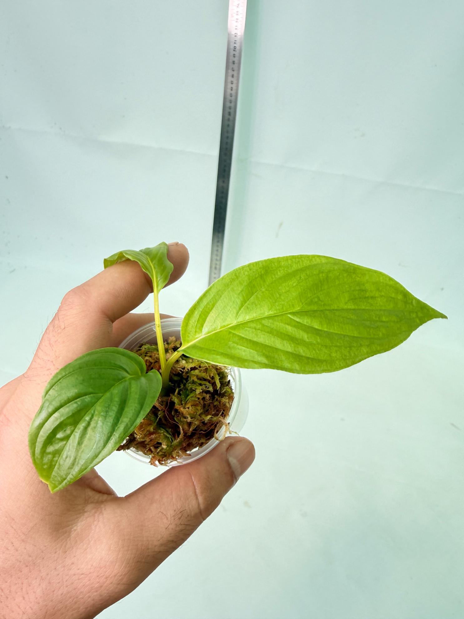 Tacca Chantrieri White (Bat Flower ) 3