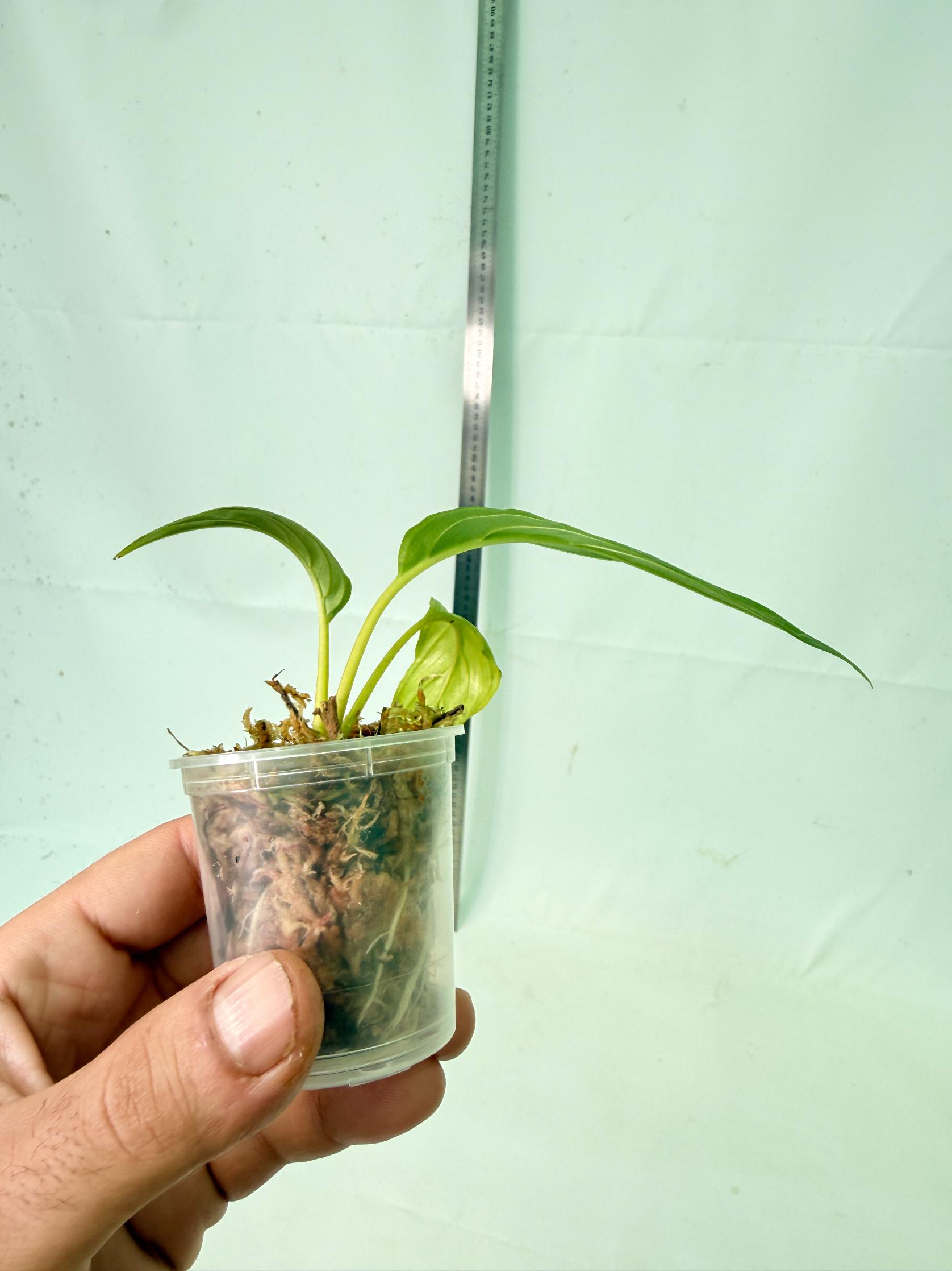 Tacca Chantrieri White (Bat Flower ) 8