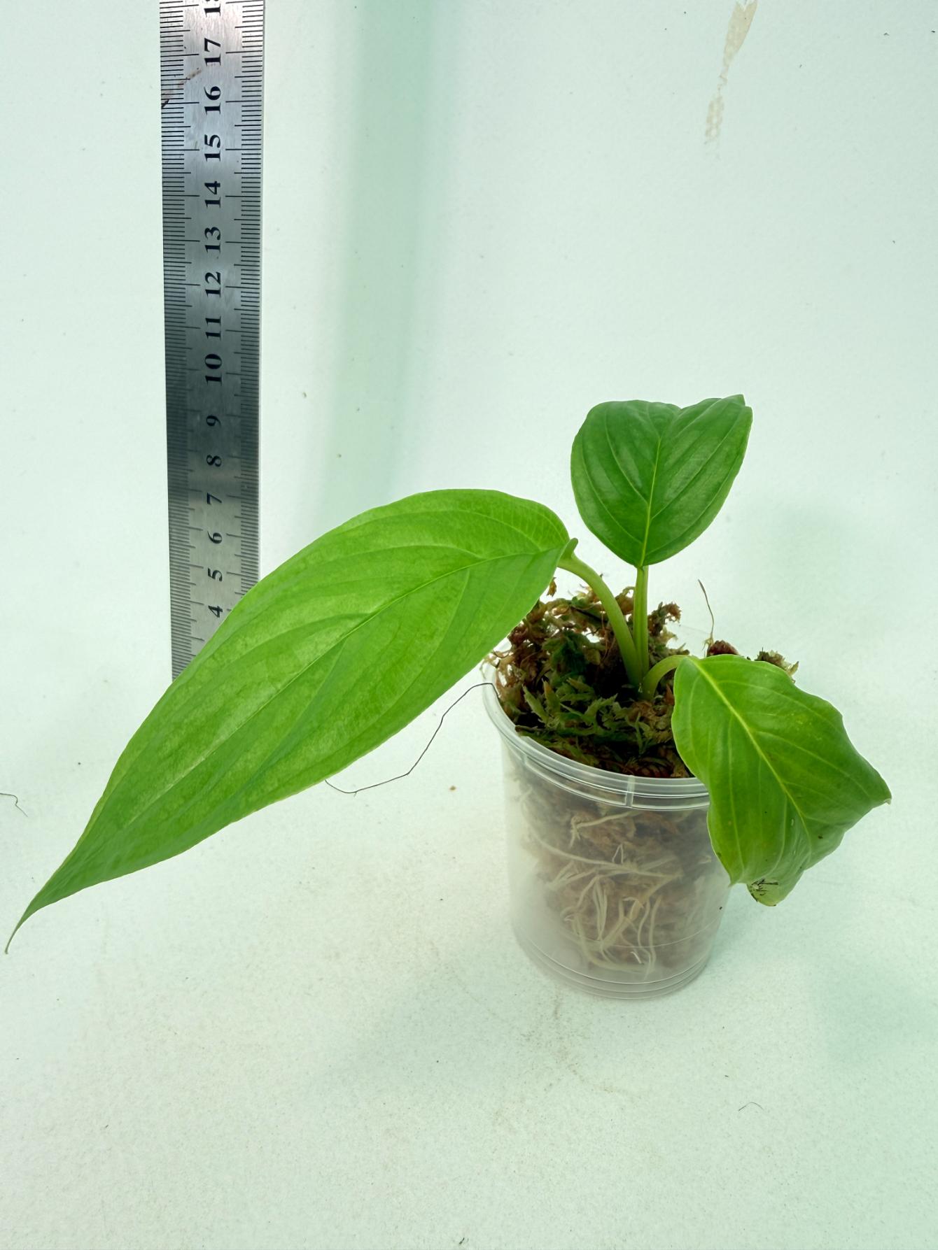 Tacca Chantrieri White (Bat Flower ) 5