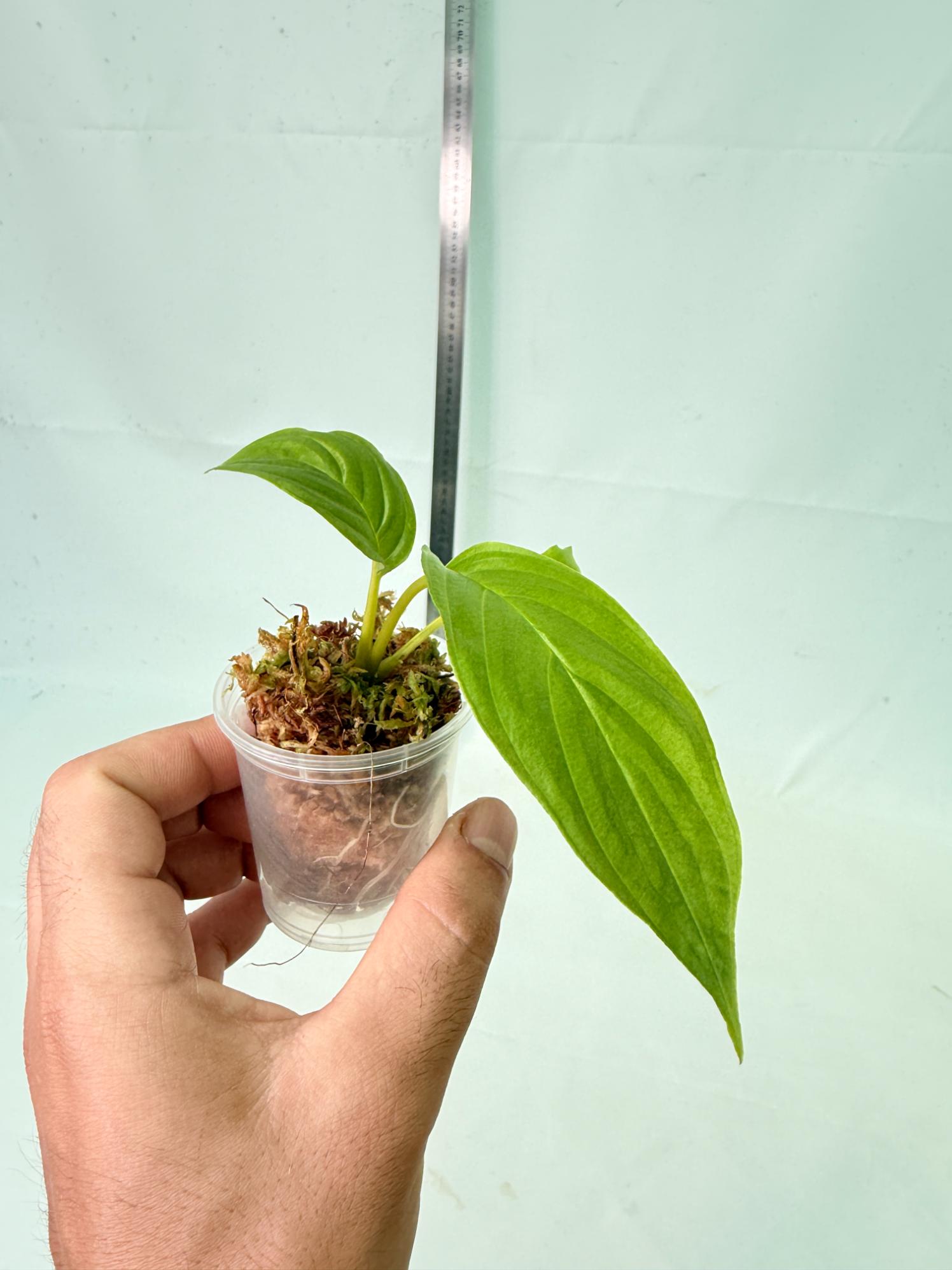 Tacca Chantrieri White (Bat Flower ) 7