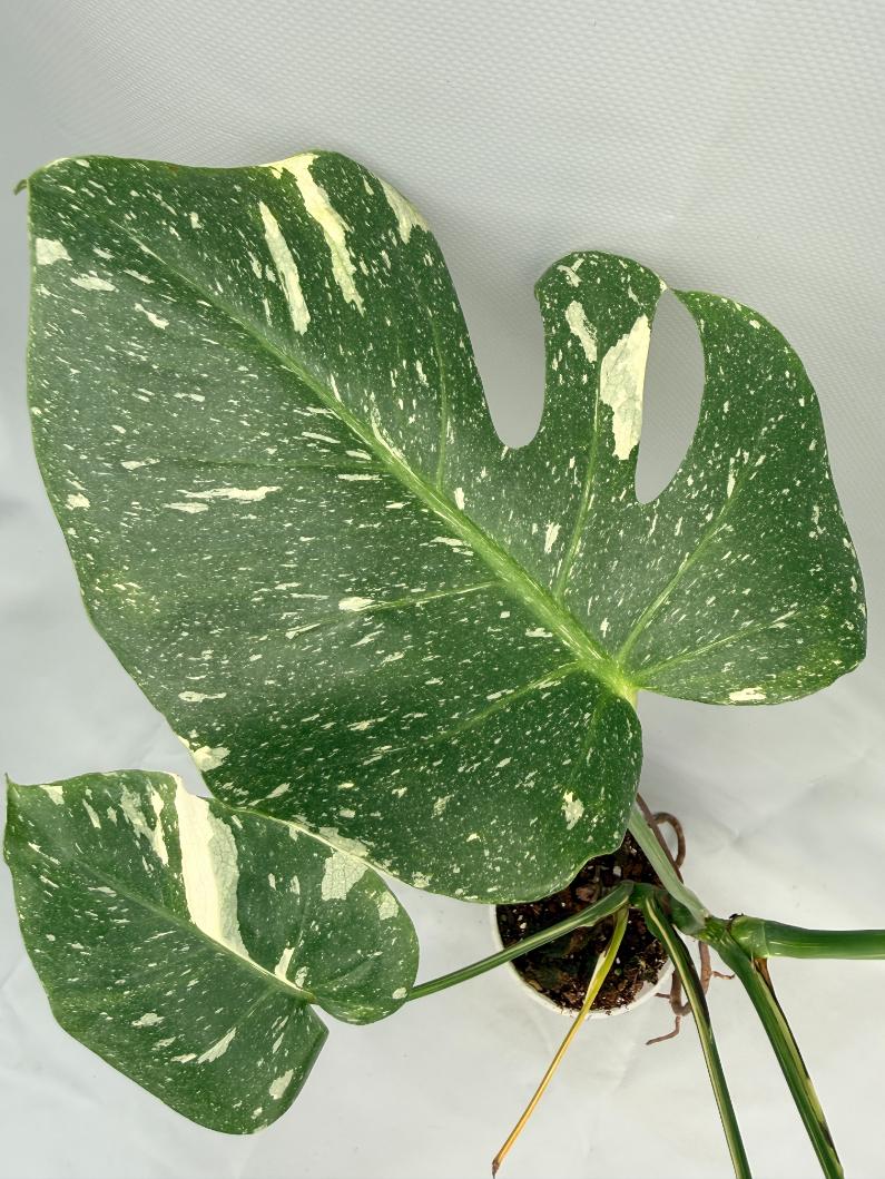 Monstera Thai Constellation XL 07