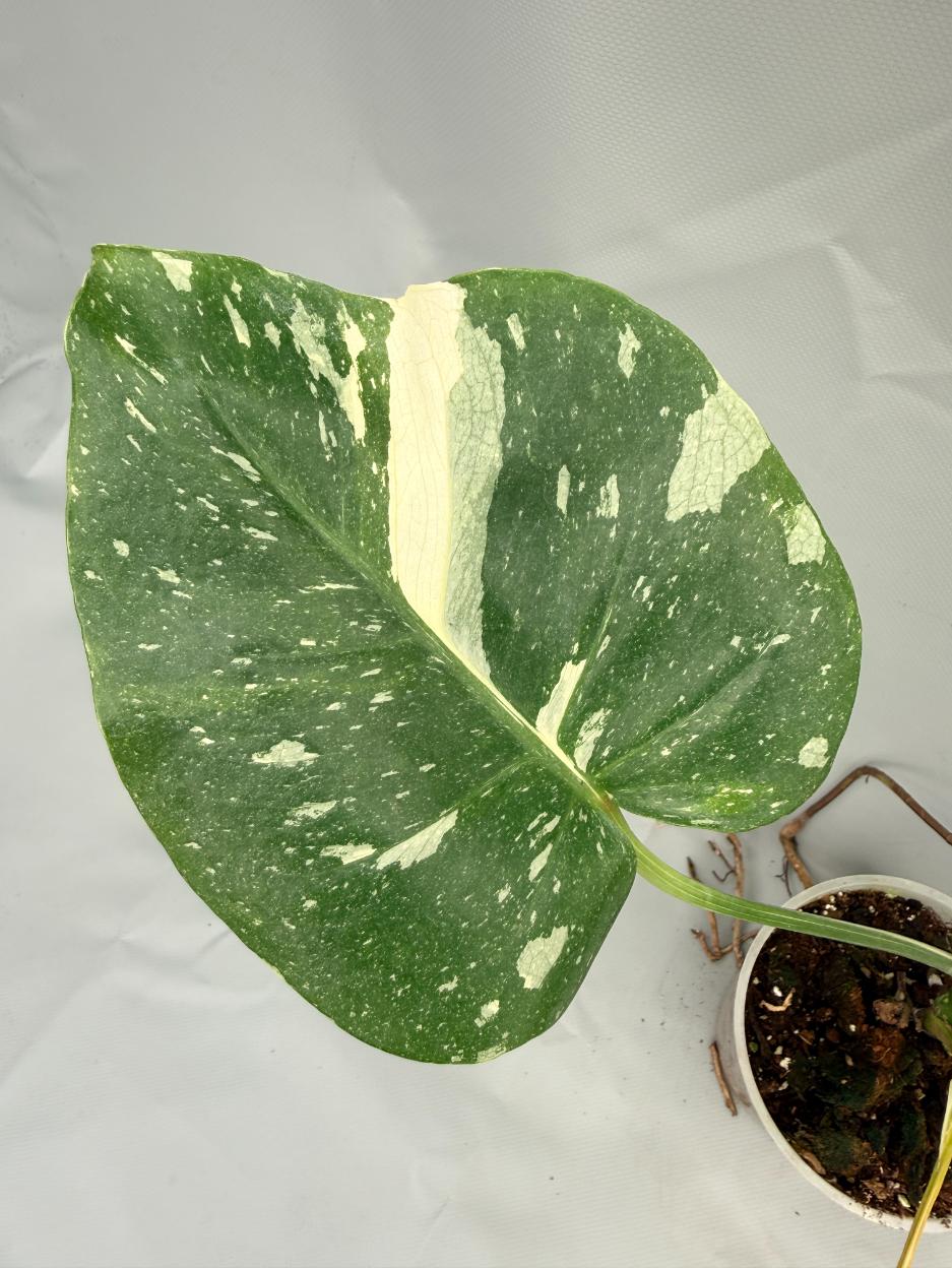 Monstera Thai Constellation XL 08