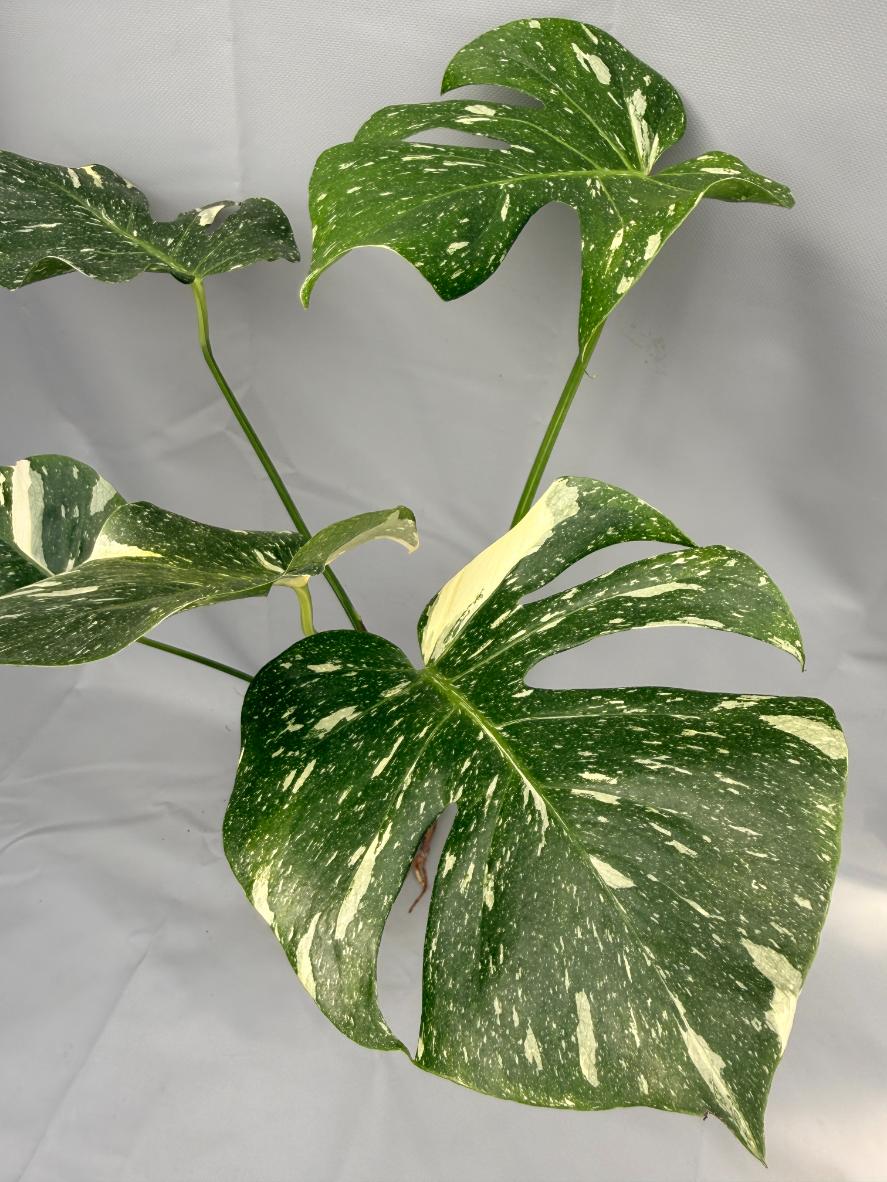 Monstera Thai Constellation XL 09