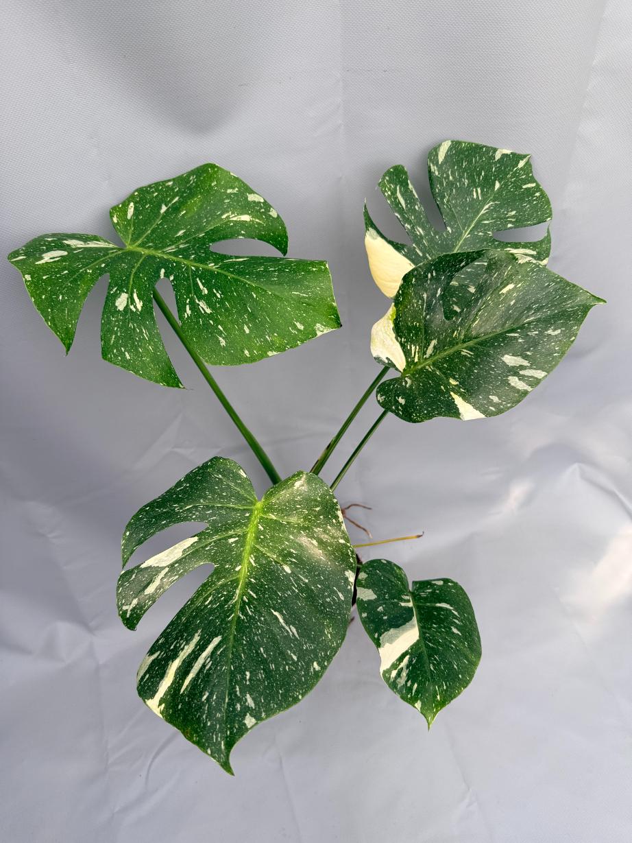 Monstera Thai Constellation XL 01