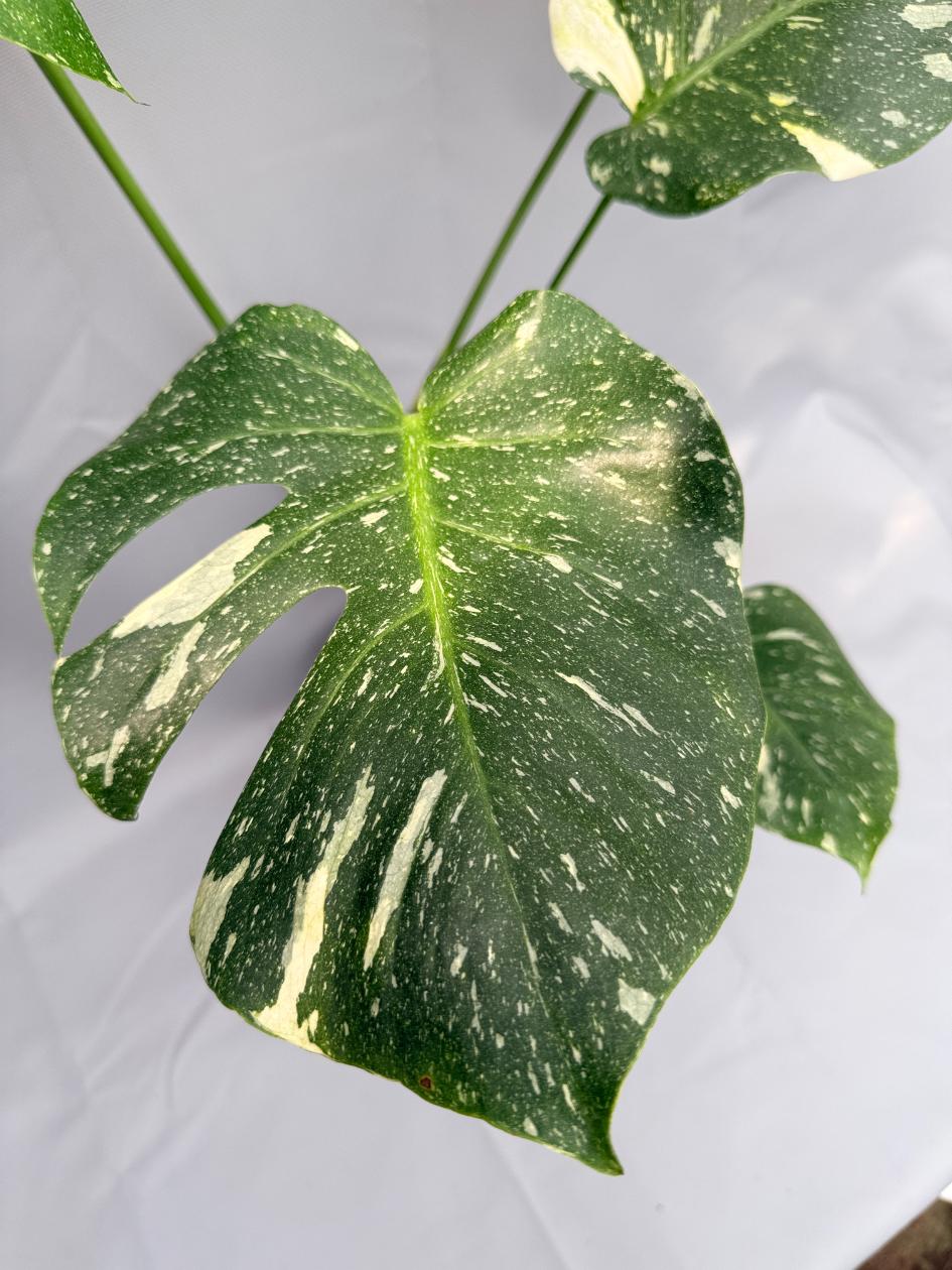 Monstera Thai Constellation XL 02