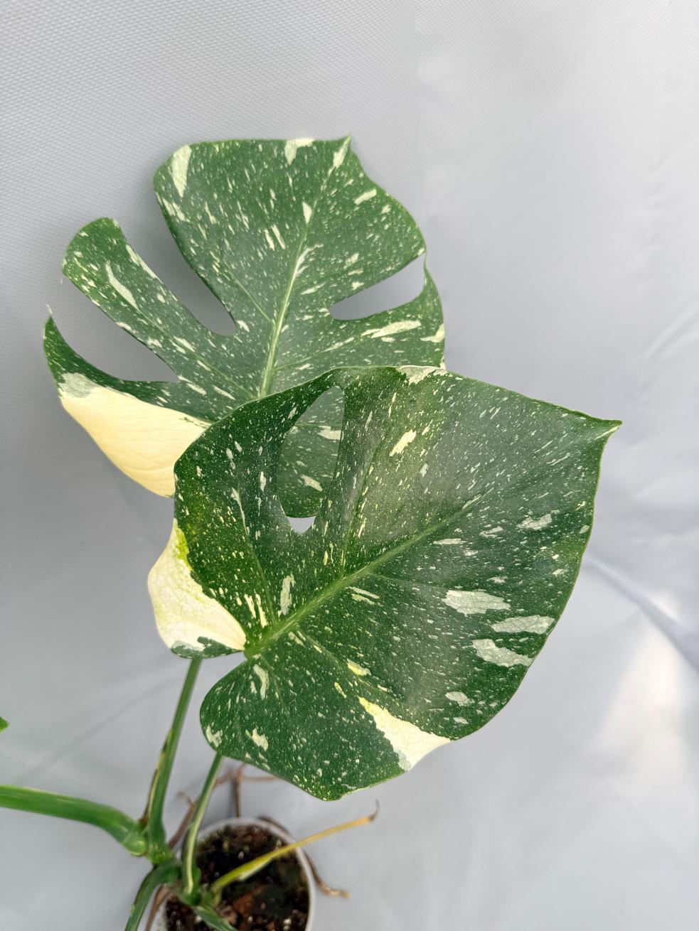 Monstera Thai Constellation XL 03