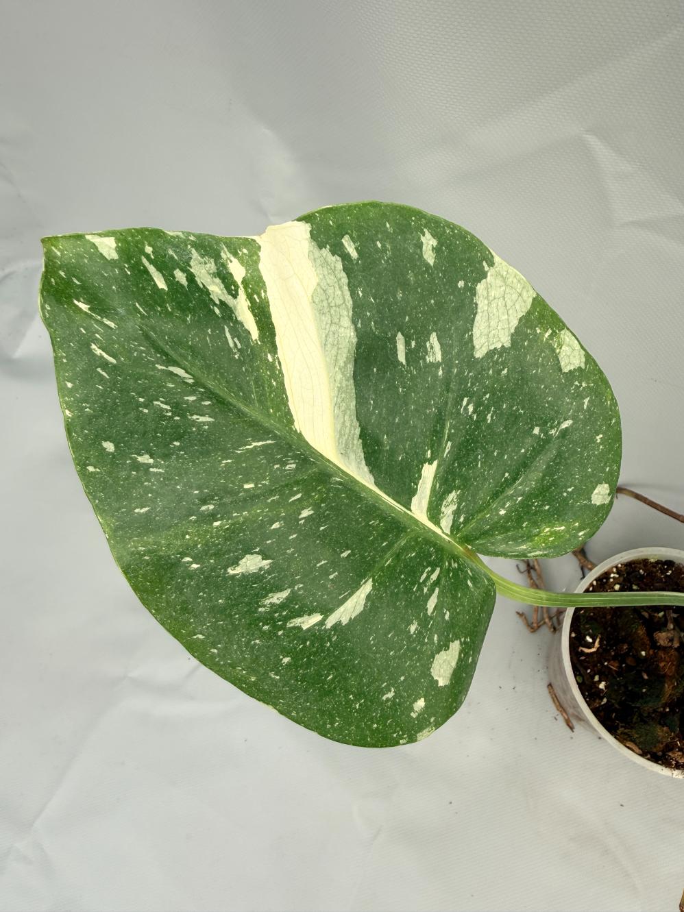 Monstera Thai Constellation XL 04
