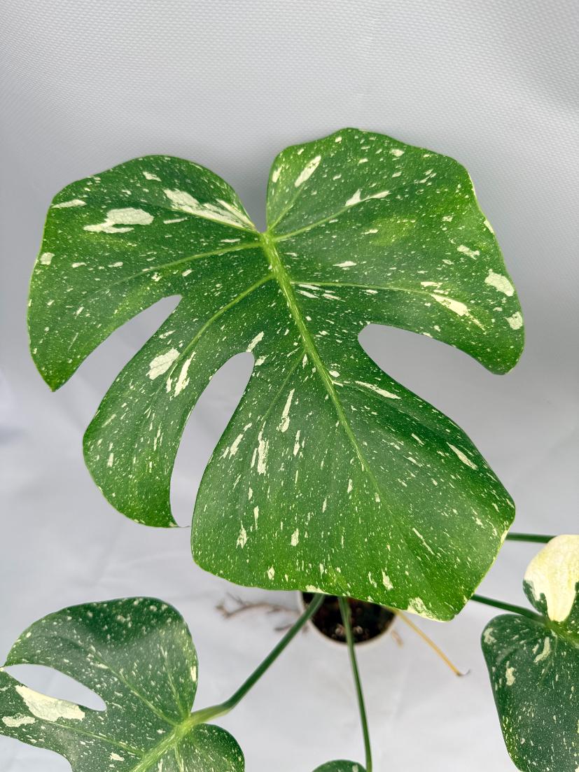 Monstera Thai Constellation XL 06