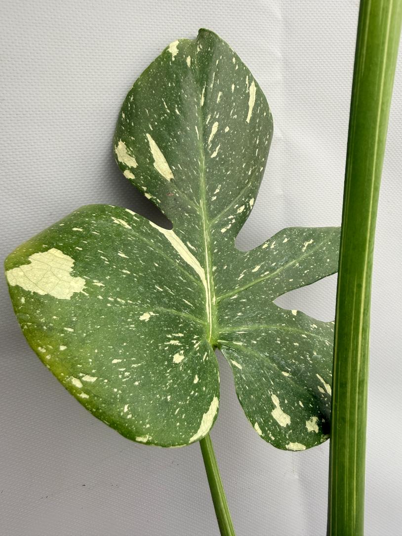 Monstera Thai Constellation XL 06