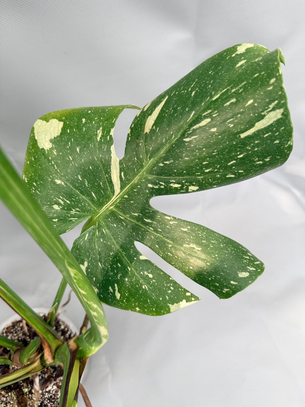 Monstera Thai Constellation XL 07