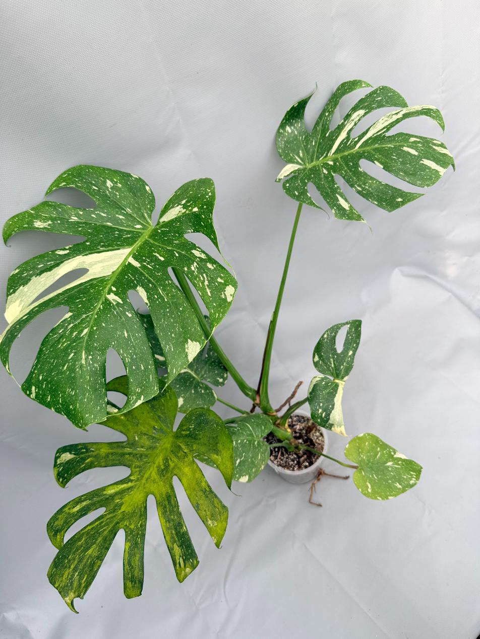 Monstera Thai Constellation XL 08