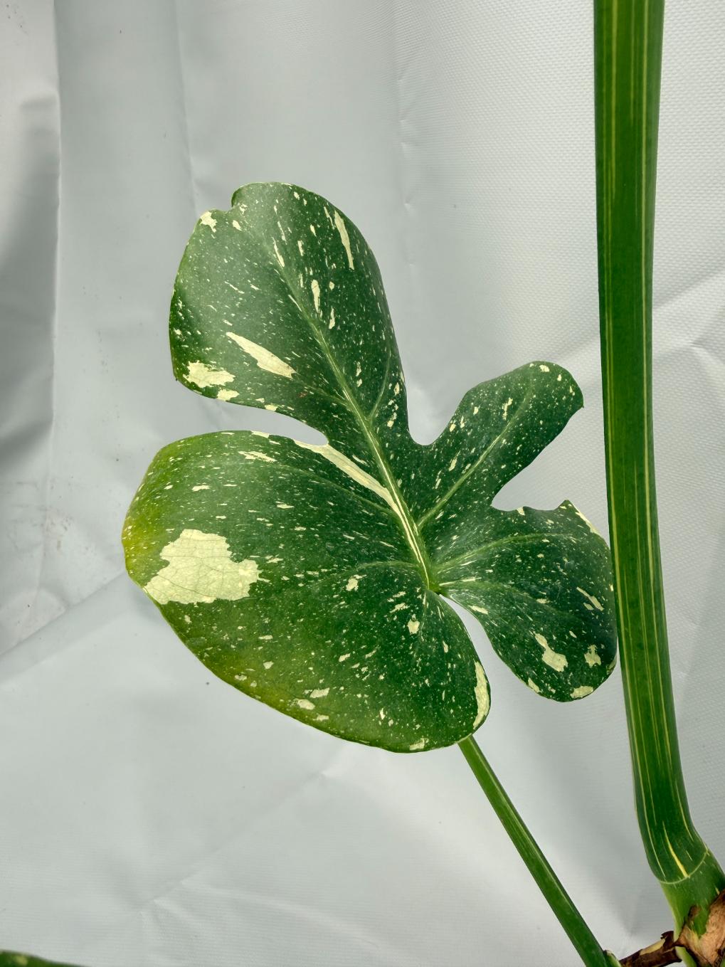 Monstera Thai Constellation XL 02