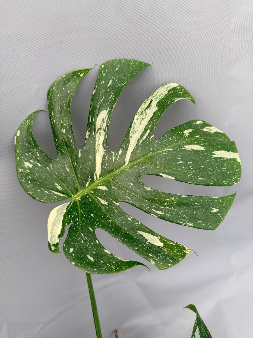 Monstera Thai Constellation XL 03